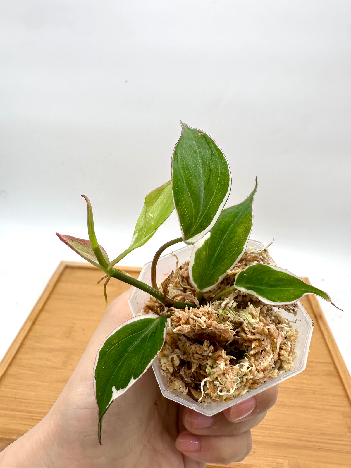 Philodendron Micans Halo Variegated