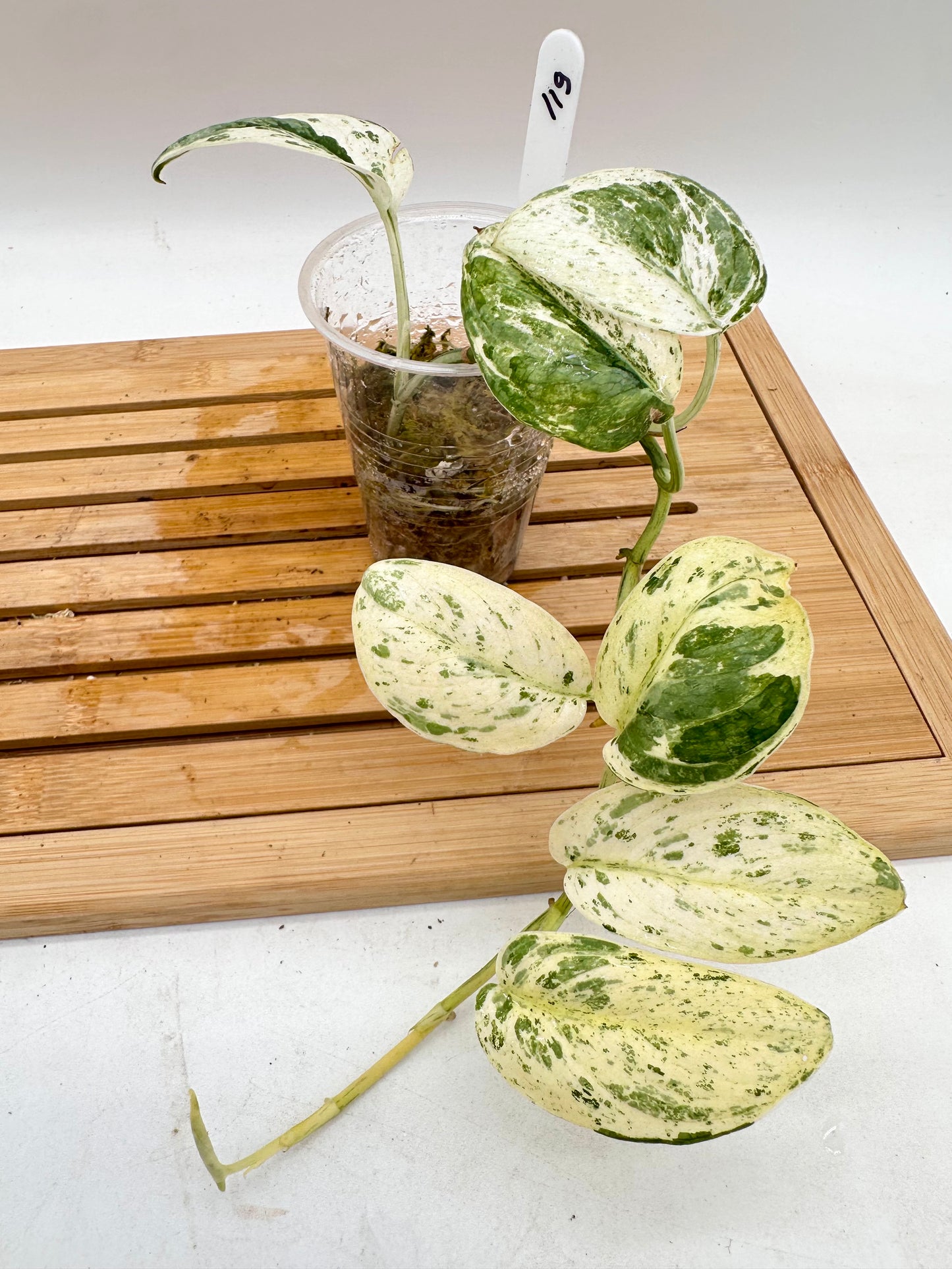 Scindapsus Cream Brulee
