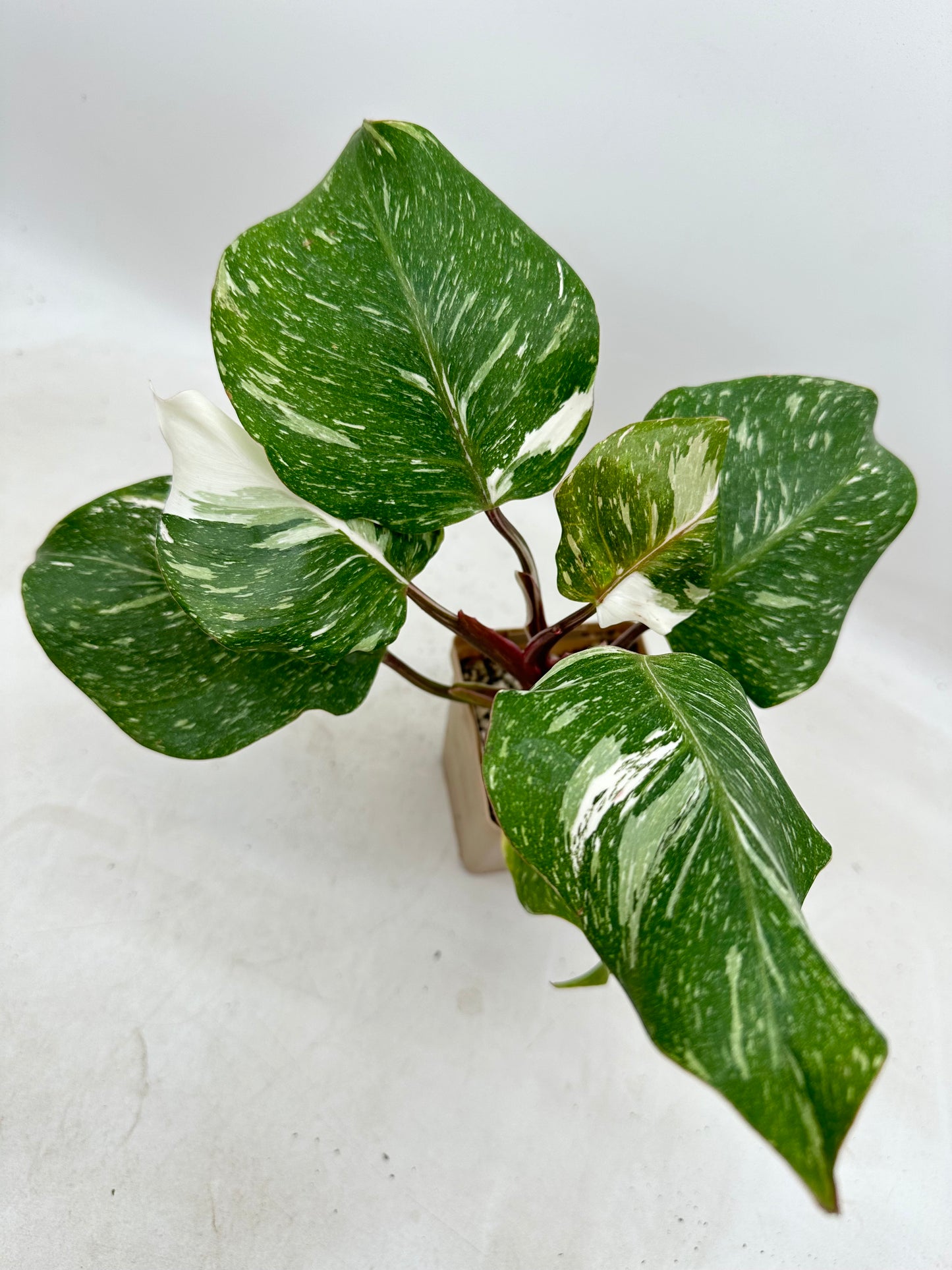 Philodendron White Knight Marble King Variegated