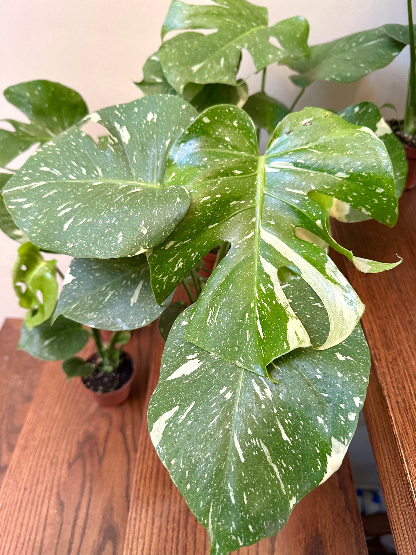 Monstera Thai Constellation