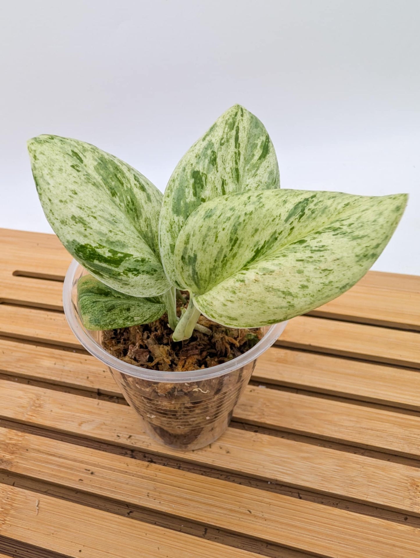 Scindapsus Superstar