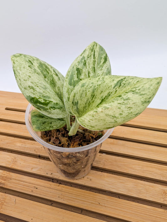 Scindapsus Superstar