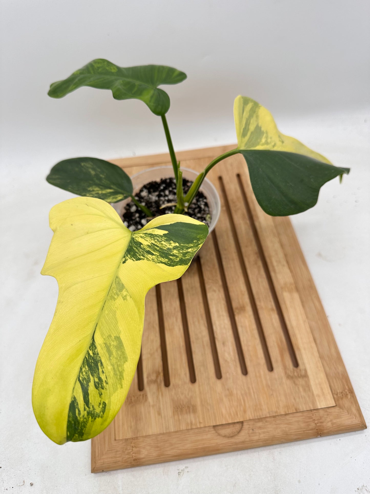 Philodendron Violin Variegated