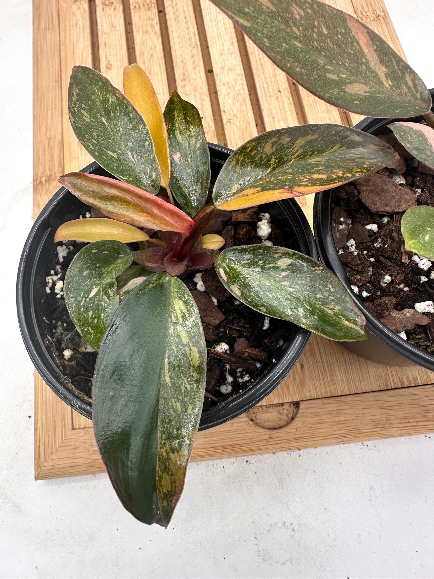 Thanksgiving Sales - Variegated Philodendron Orange Princess with babies