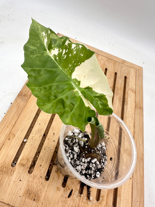 Thanksgiving Sales - Alocasia Low Rider Albo Variegated