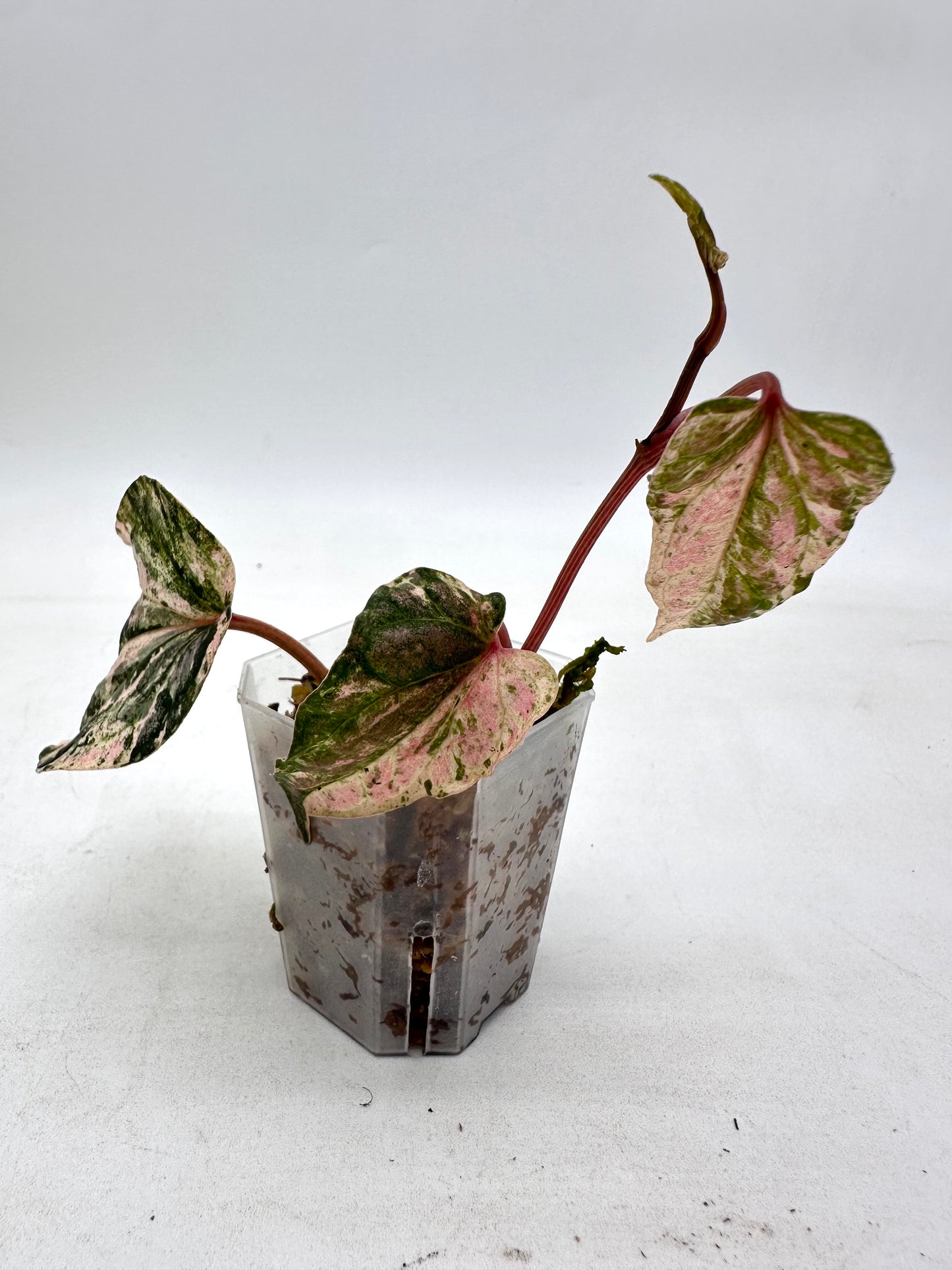 Piper Sylvaticum Pink Variegated