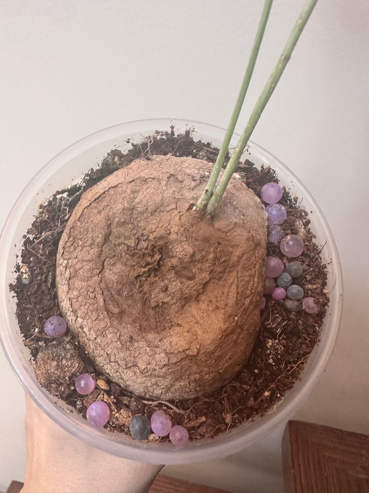 Stephania Erecta Caudex
