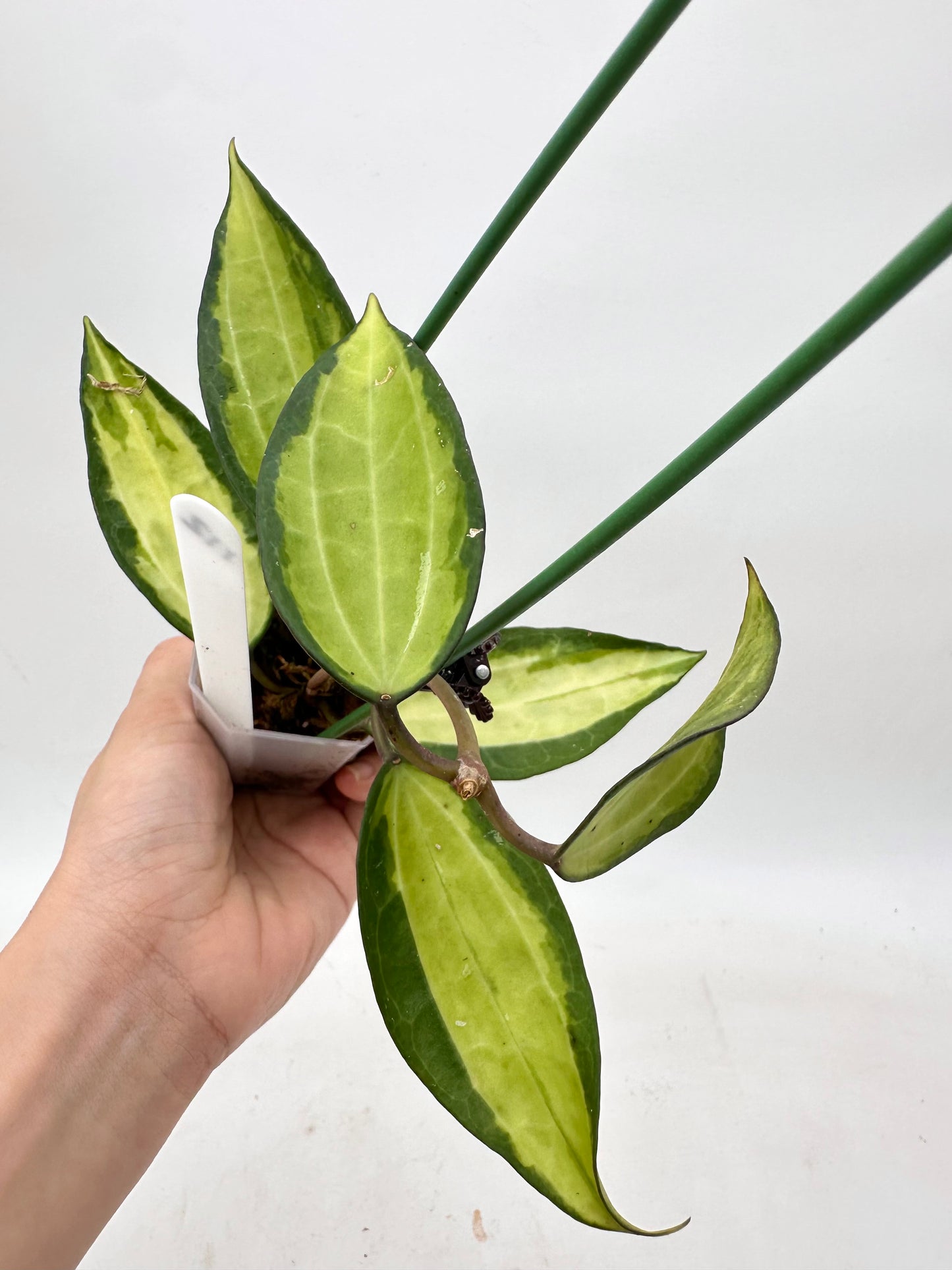 Hoya ‘Pot of Gold’
