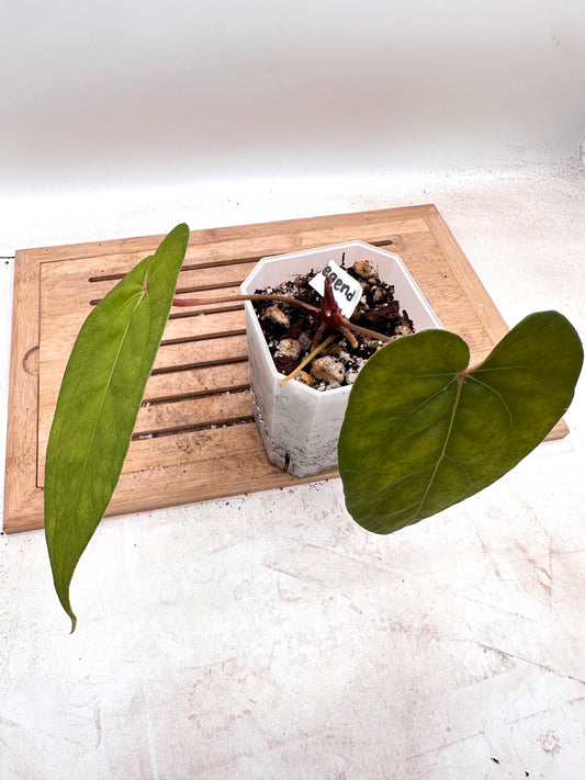 Anthurium AOS x Legend