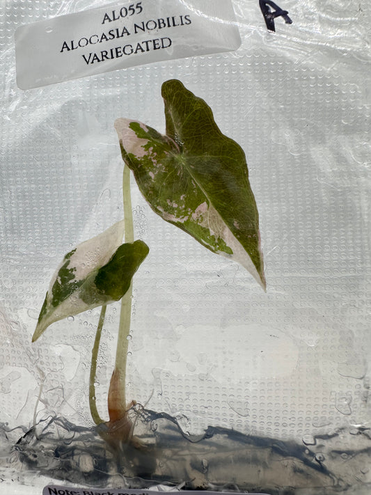 Tissue Culture - Alocasia Nobilis Pink Variegated