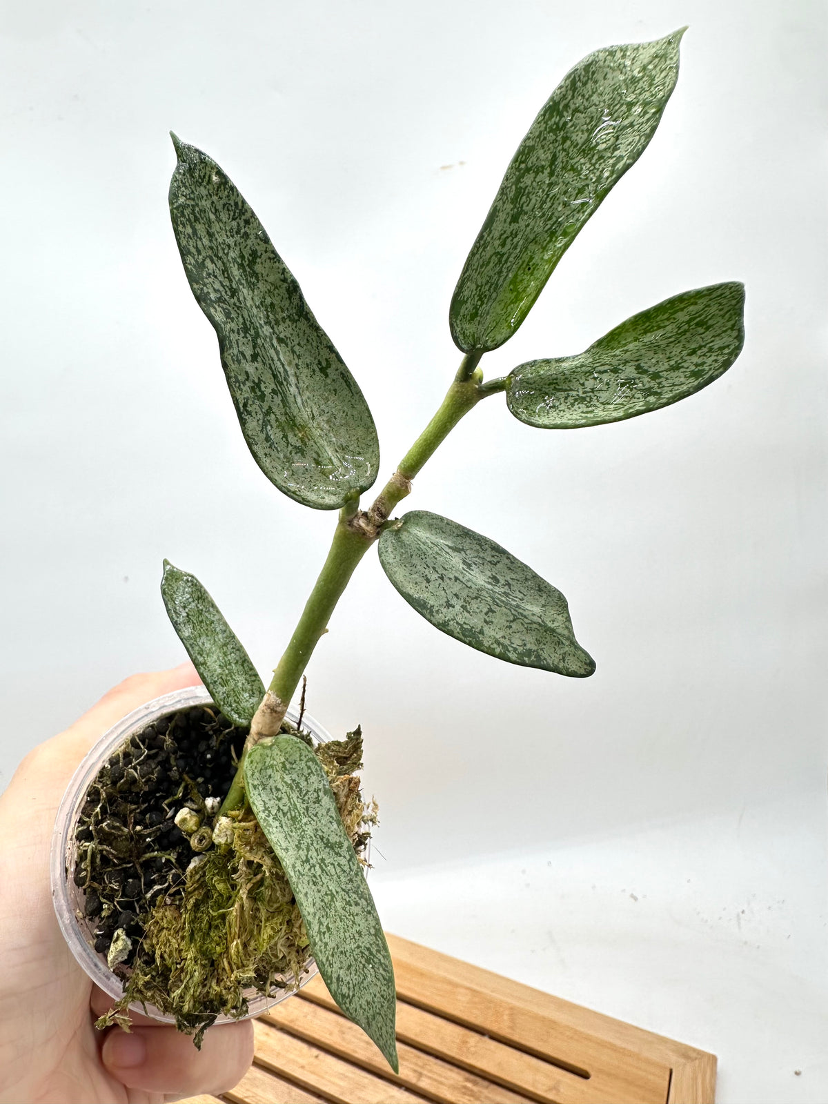 Hoya Pandurata Silver Dark Form