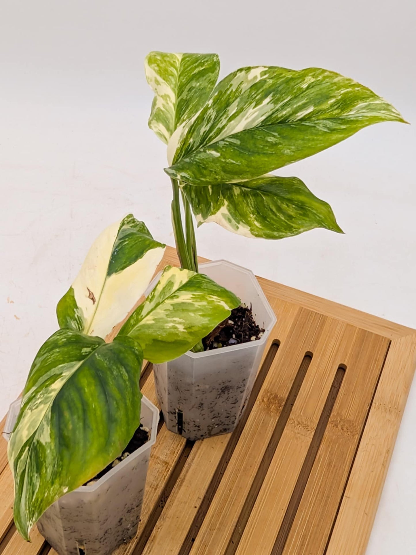 Monstera Lechleriana Variegated