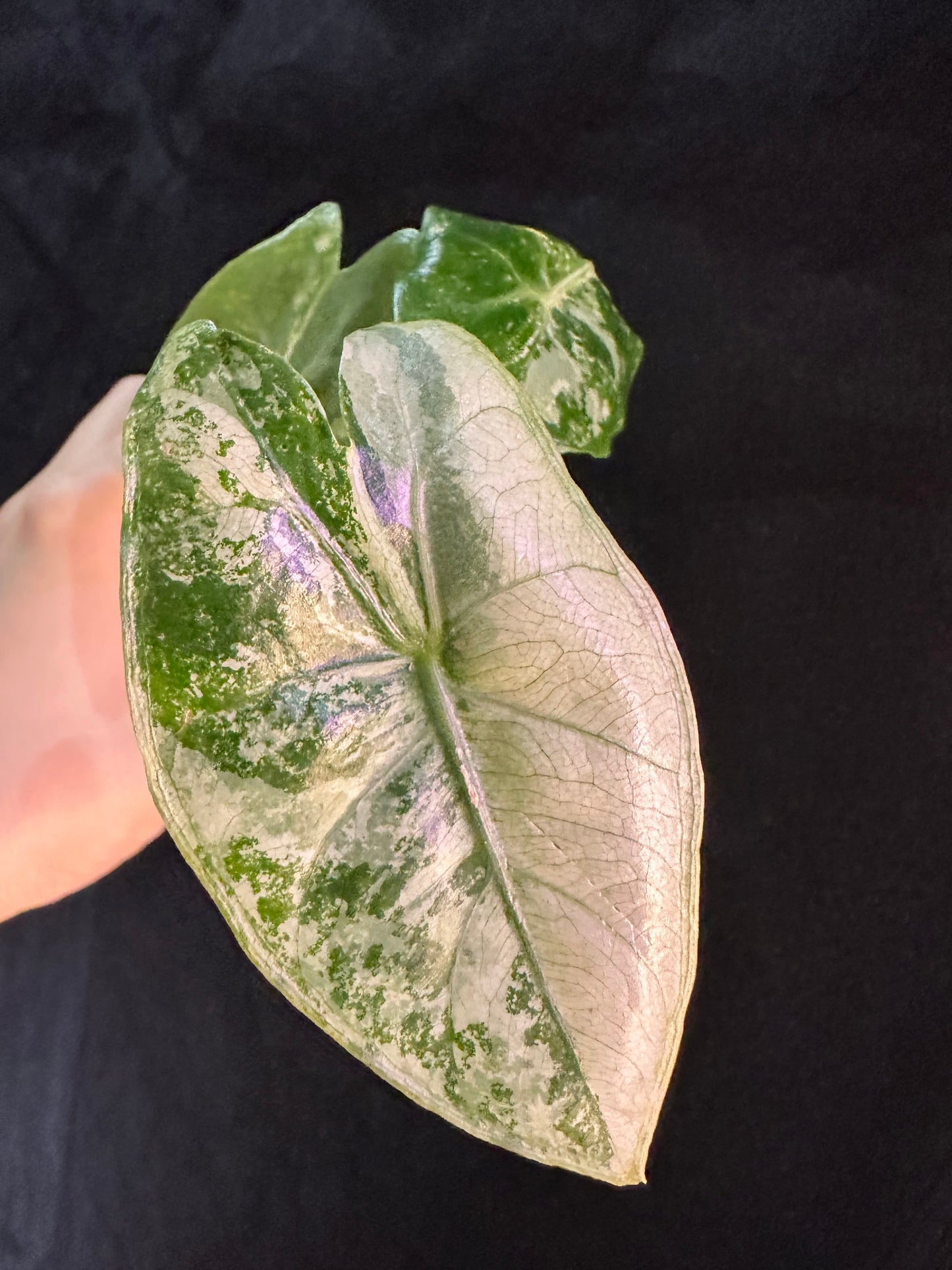 Alocasia Pink Dragon Albo Pink Variegated