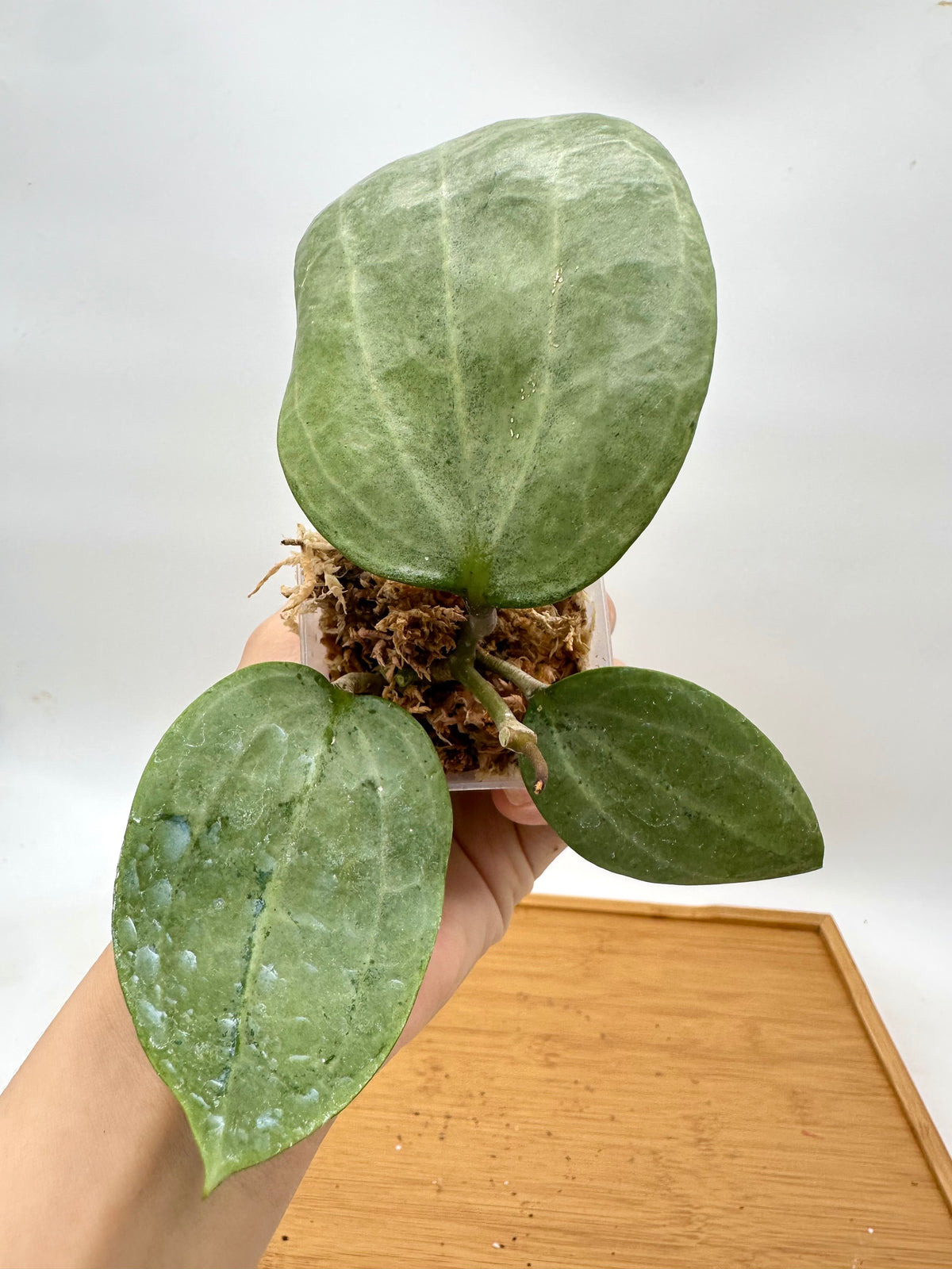 Hoya Latifolia Round leaf Silver