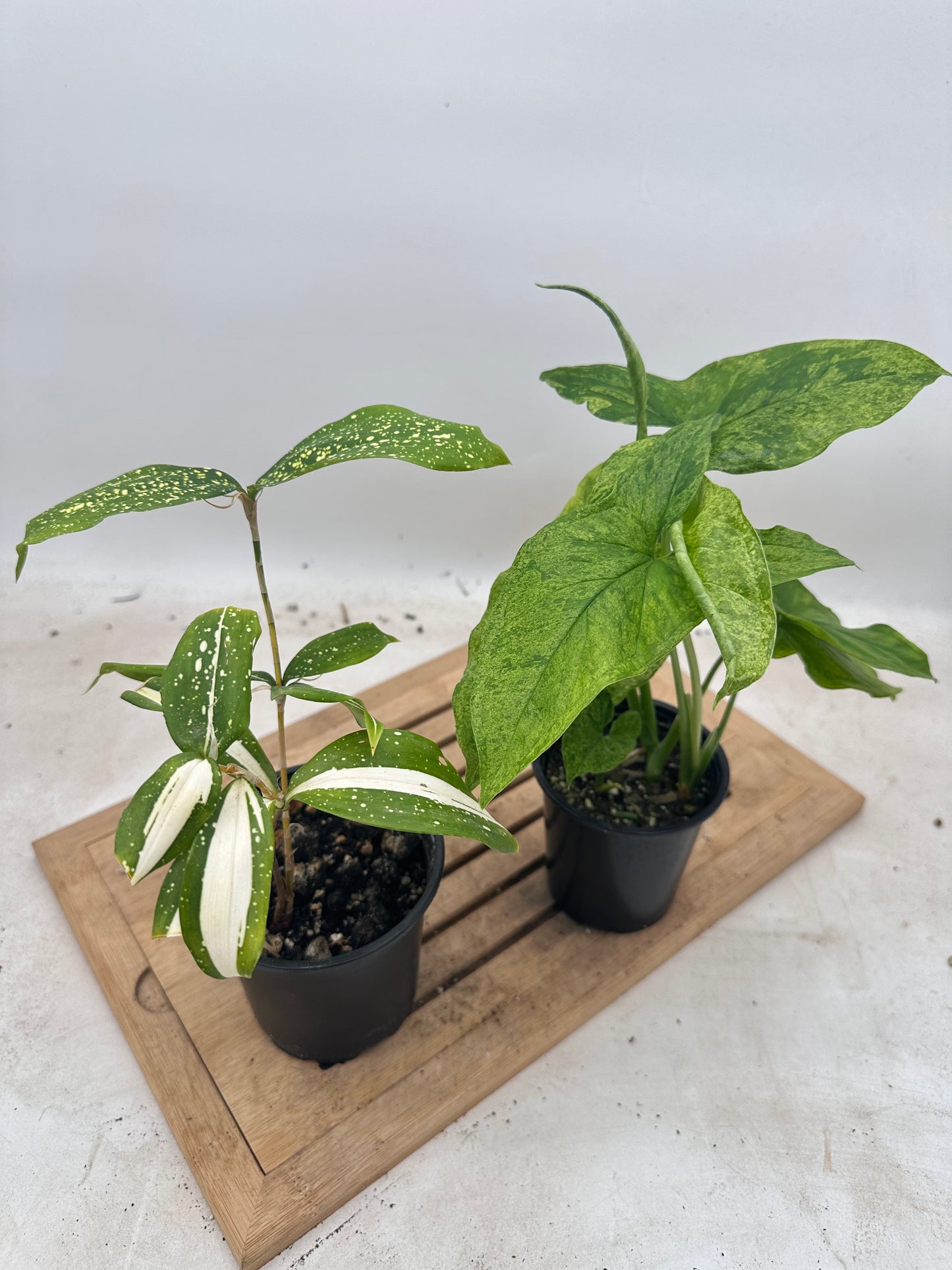 Combo Sale - Dracaena ‘Milky Way’ & Syngonium Mojito