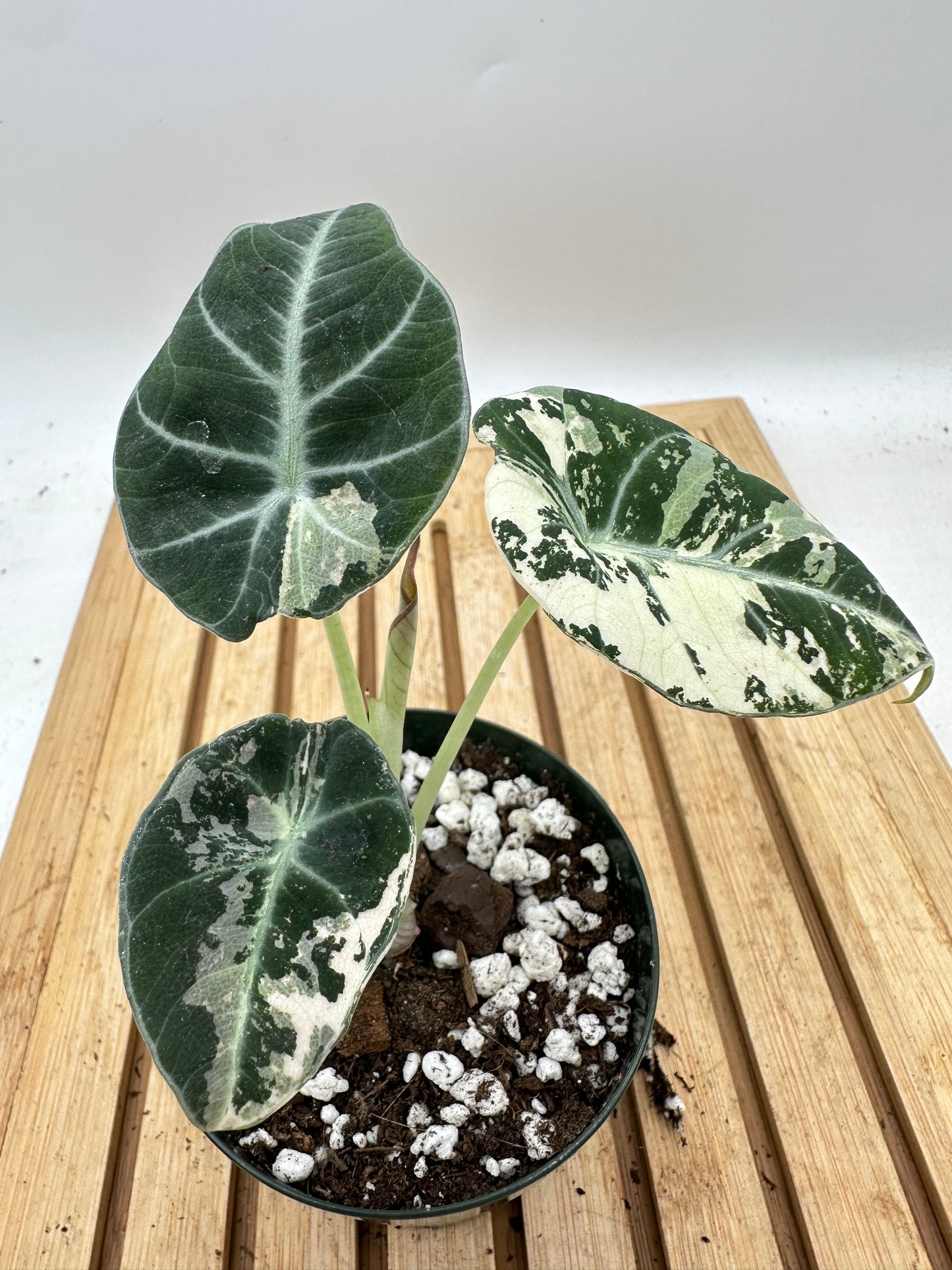 Alocasia Black Velvet Pink Albo Variegated