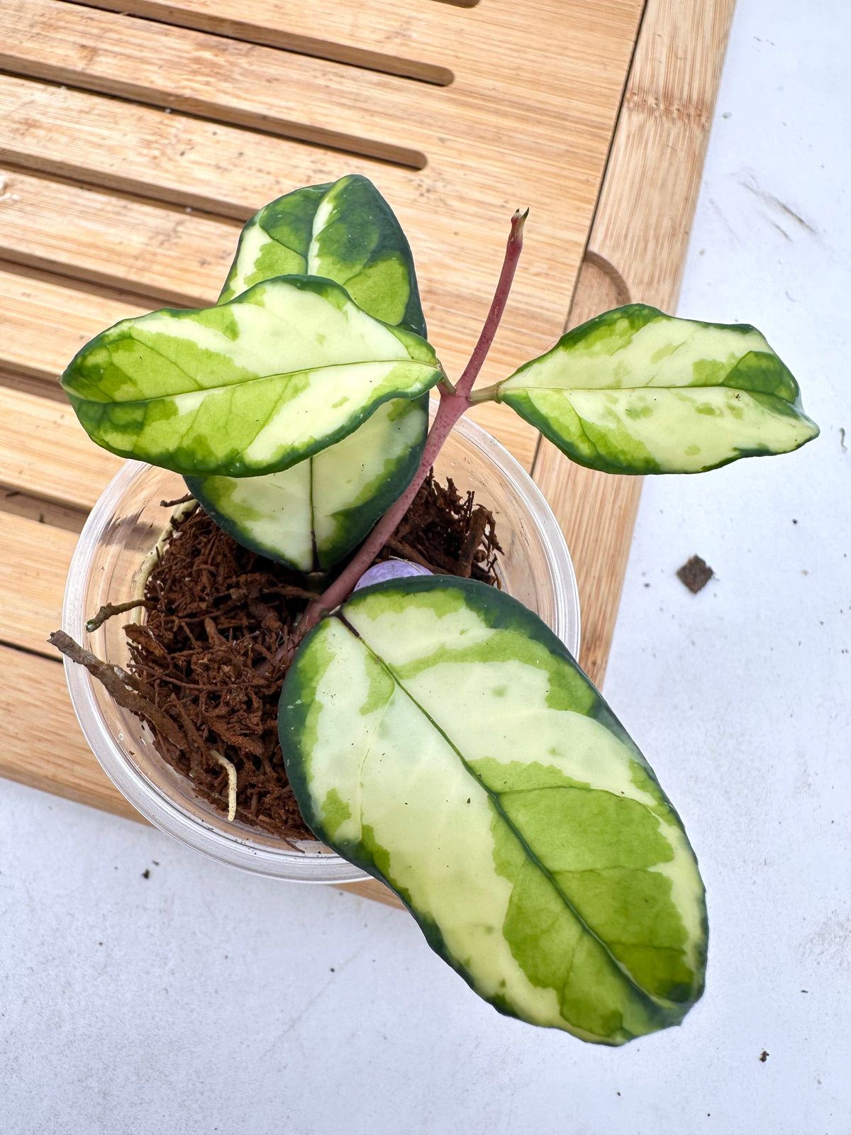 Hoya Crassipetiolata Variegated