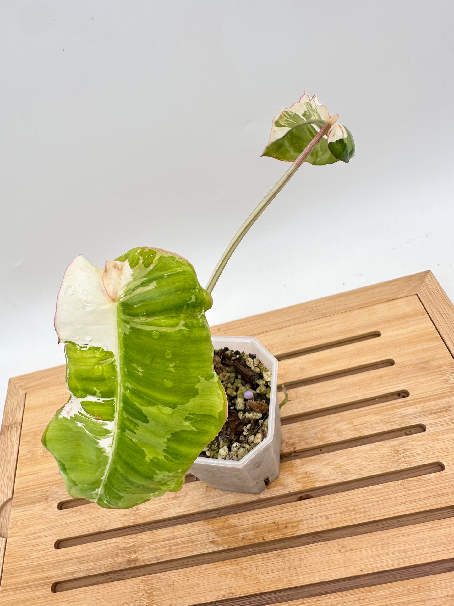 Philodendron Paraiso Verde Albo Variegated