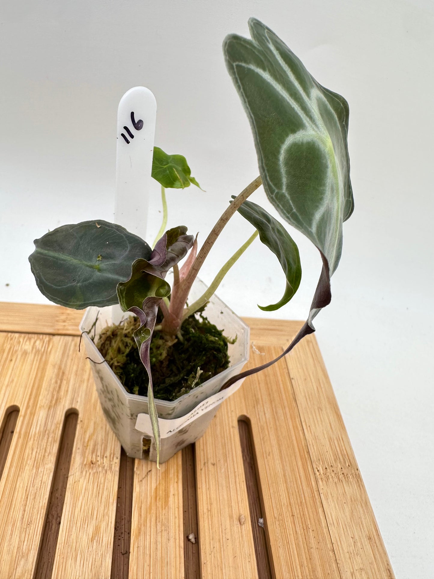 Alocasia Venom
