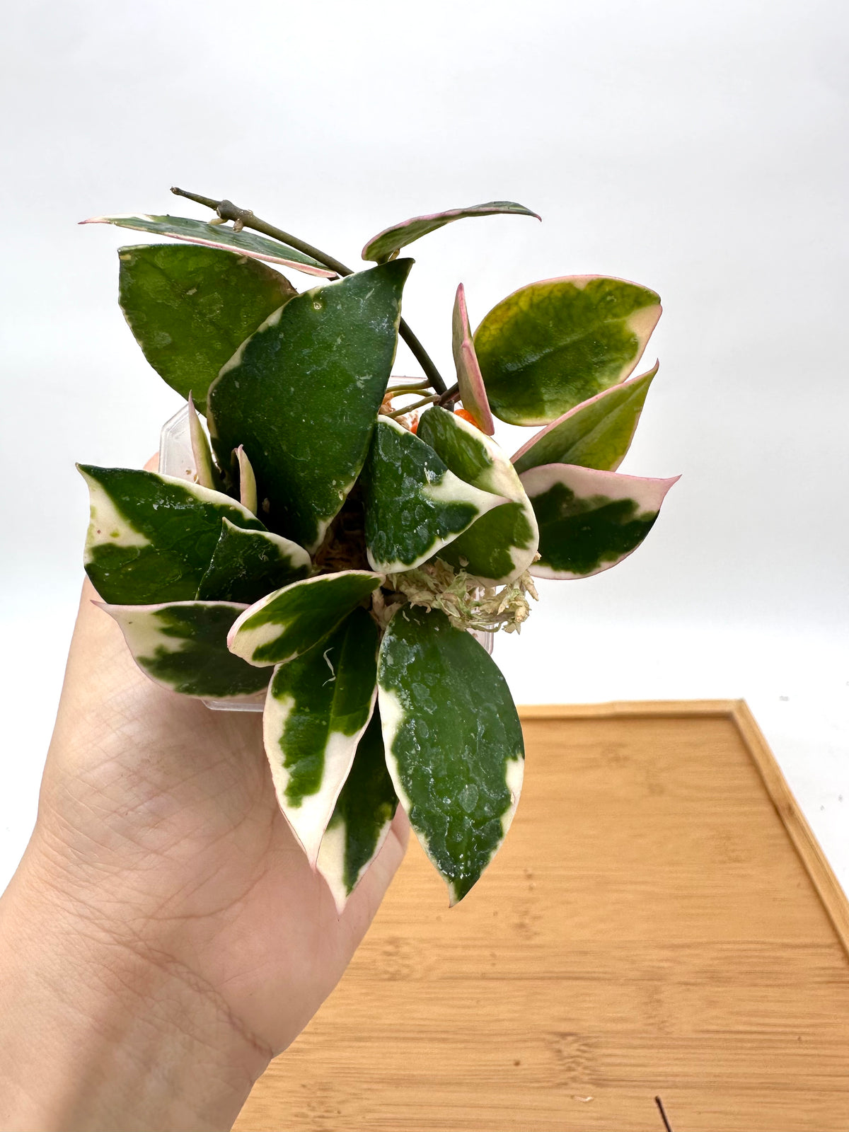 Hoya Lacunosa ‘Asami’ Variegated