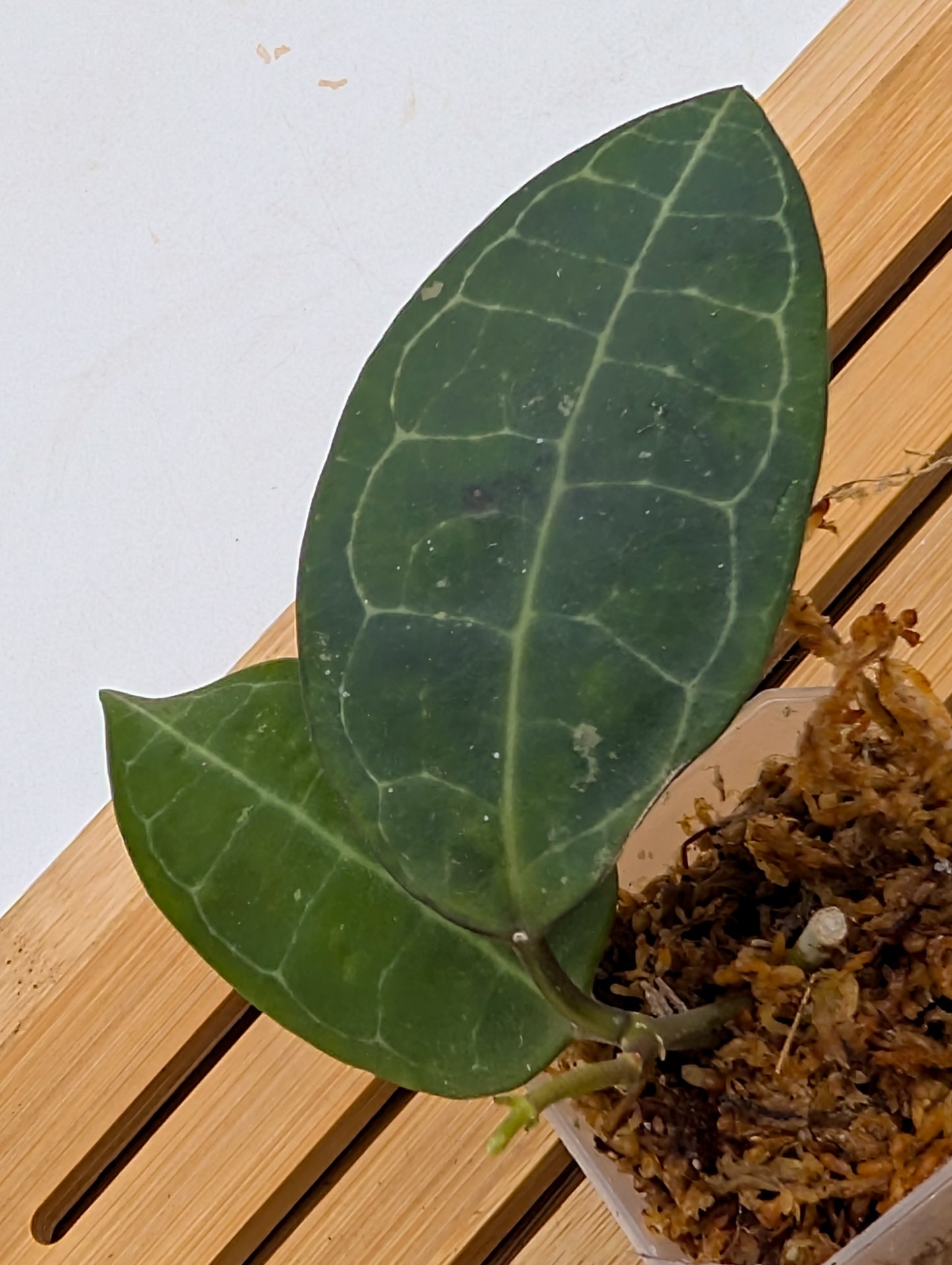 Hoya Elliptica