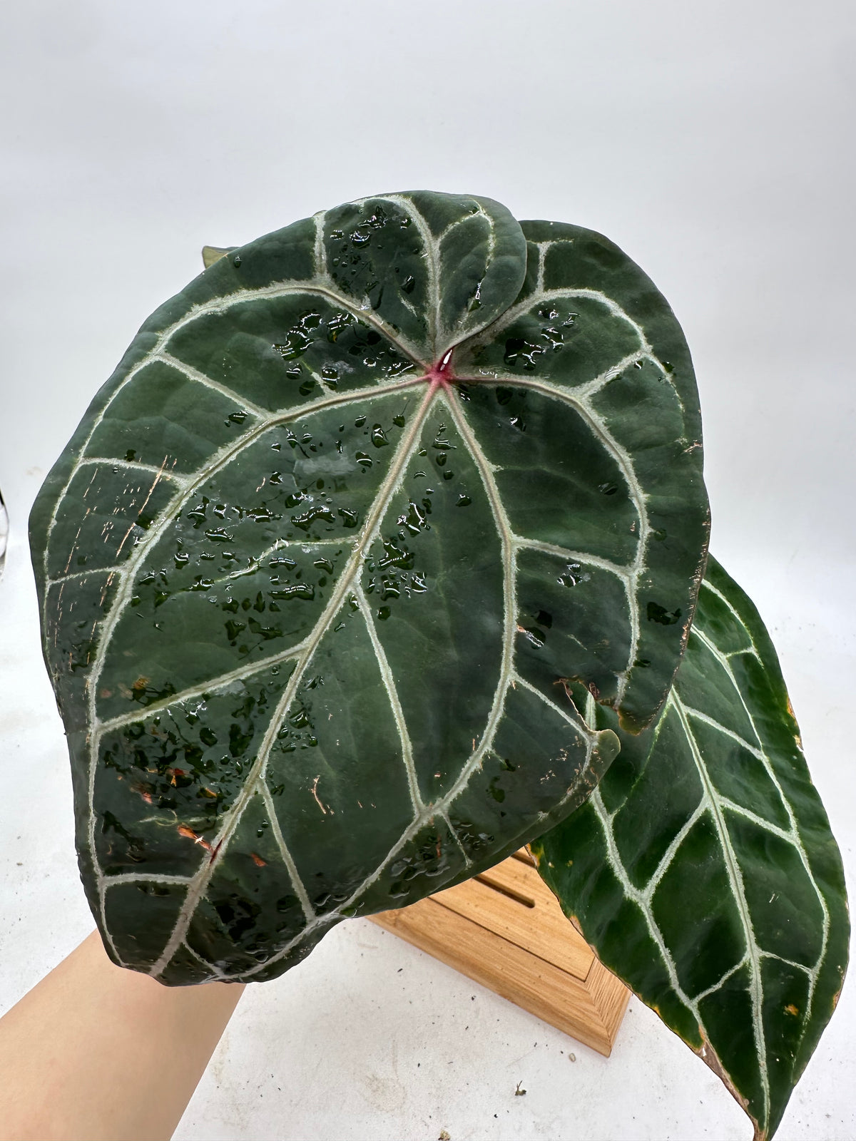 Anthurium Michelle x Zara x Red Crystallinum (Memoria Tim Anderson) - Size Large