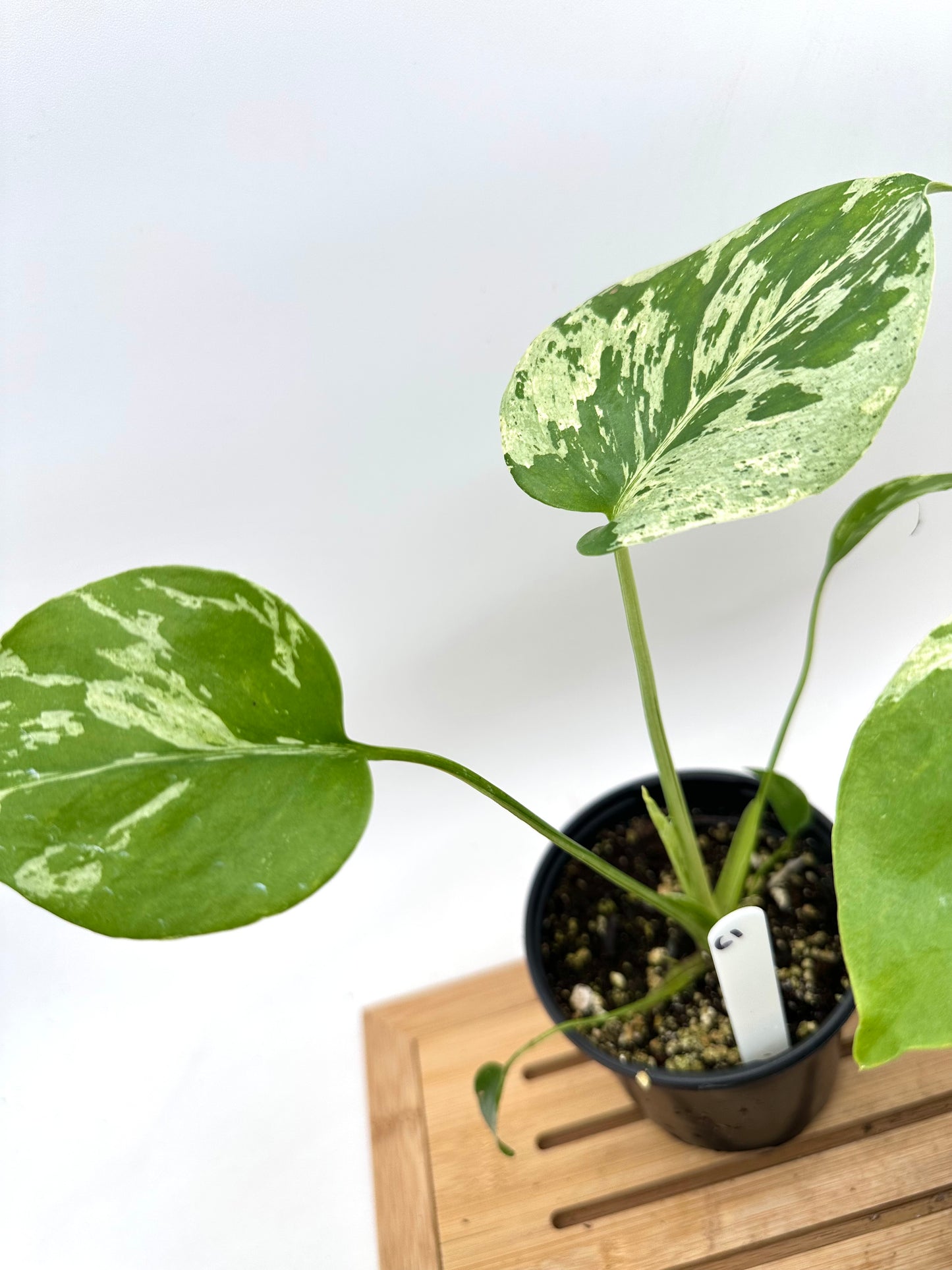 Monstera Bulbasaur in 4” Pot