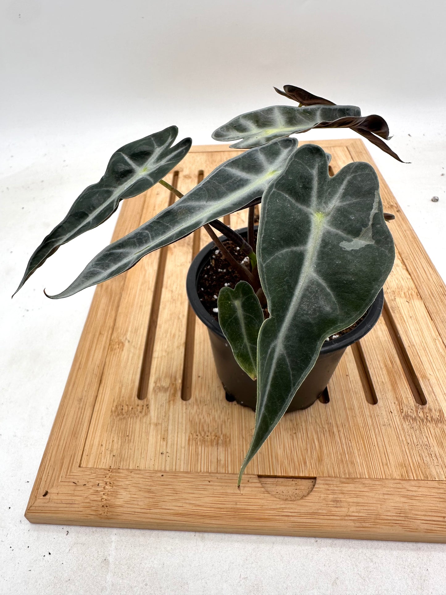 Sport Variegated Alocasia Bambino