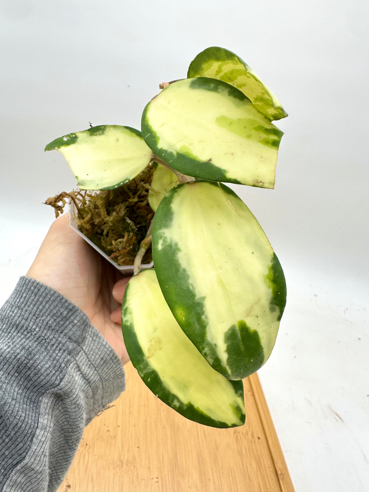 Hoya Acuta Inner Variegated