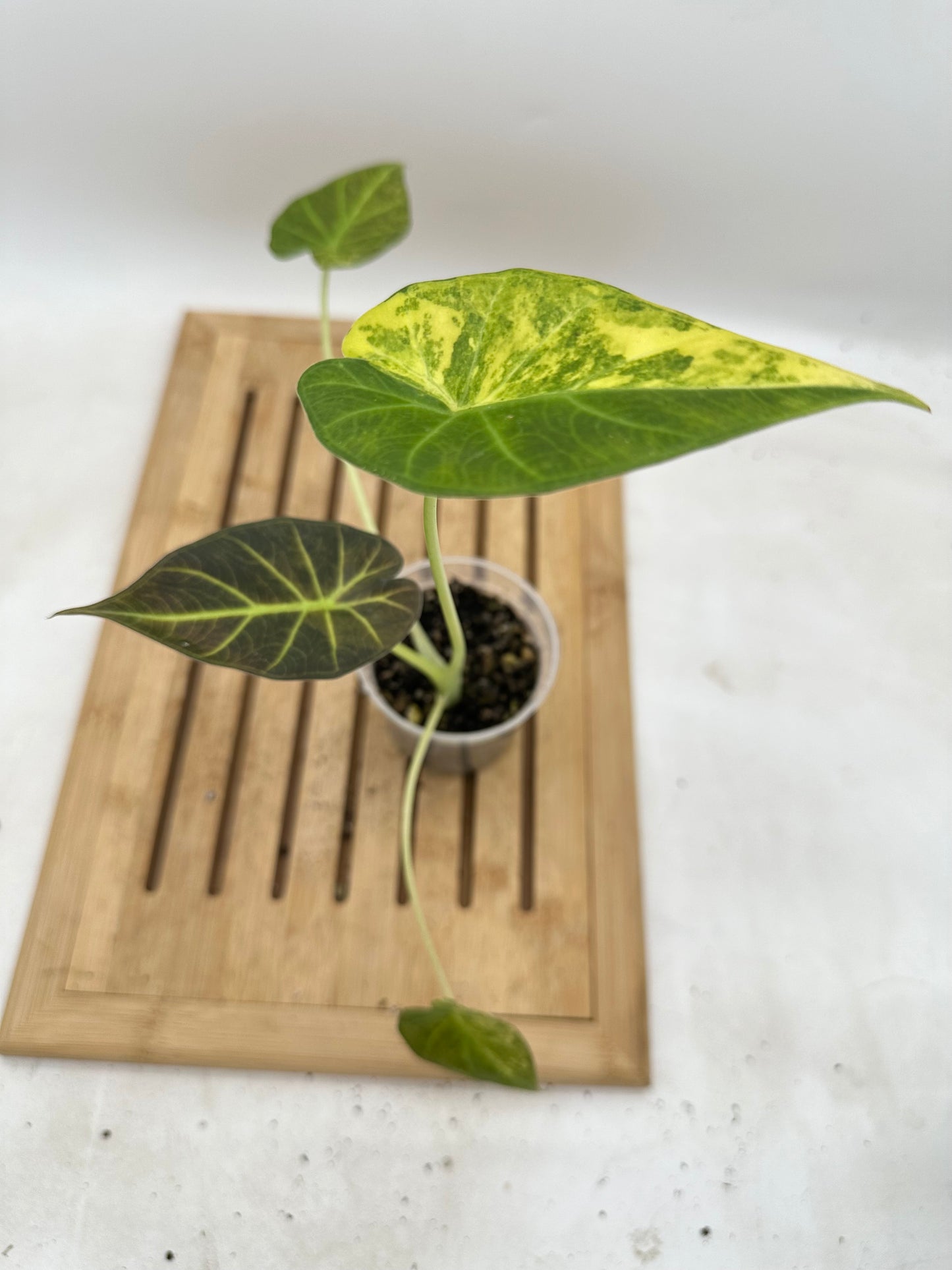 Alocasia Regal Shield Aurea Variegated