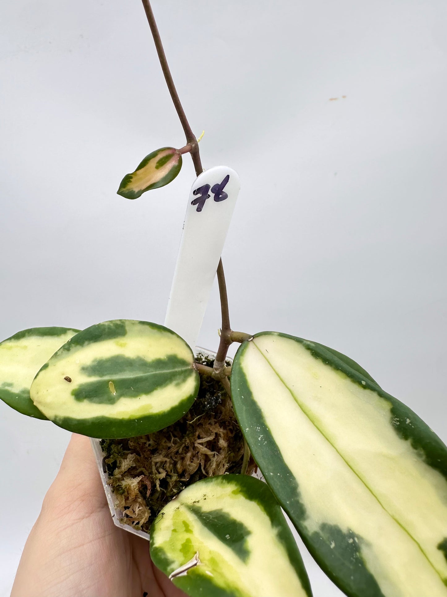 Hoya Acuta Inner Variegated