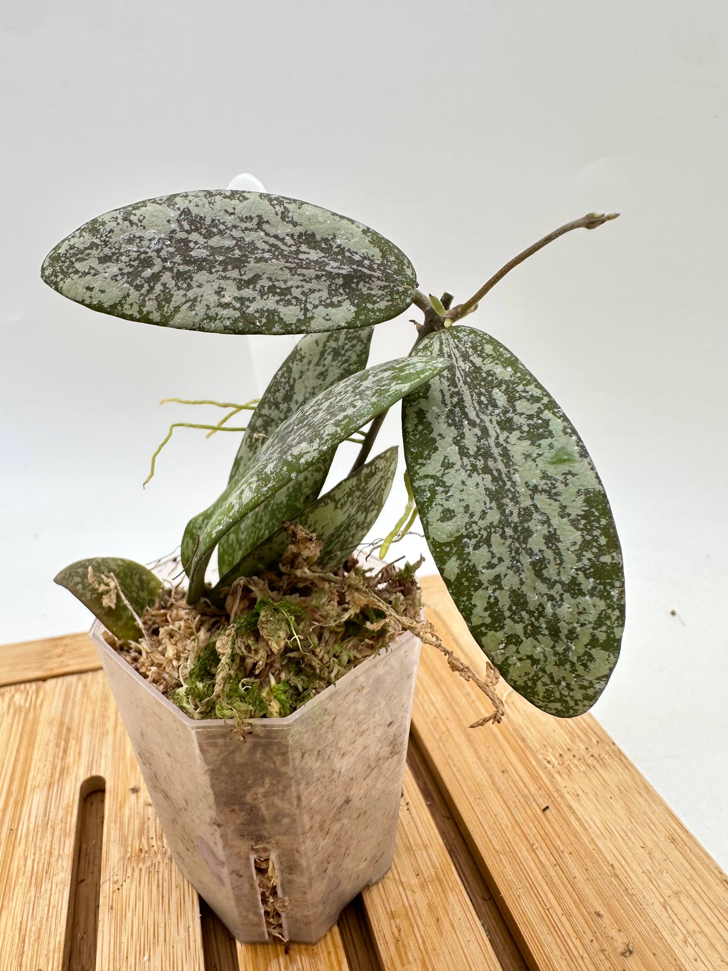 Hoya Sigillatis Silver AH001