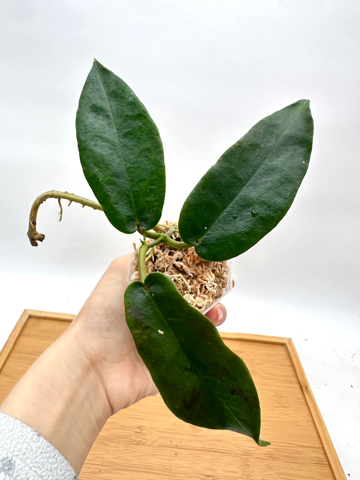 Hoya Piestolepis NS11-029