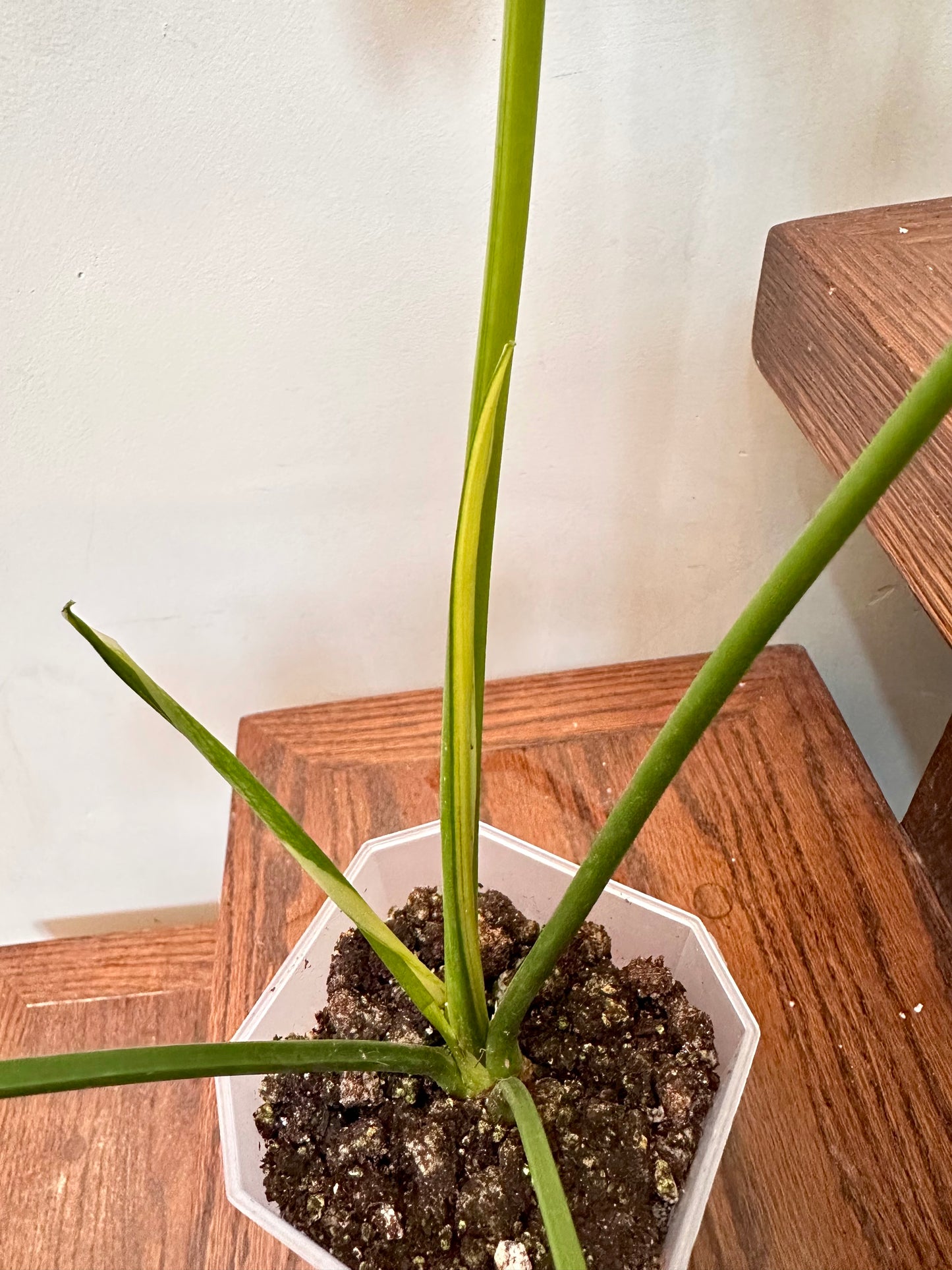 Philodendron Goeldii Variegated - Good Size