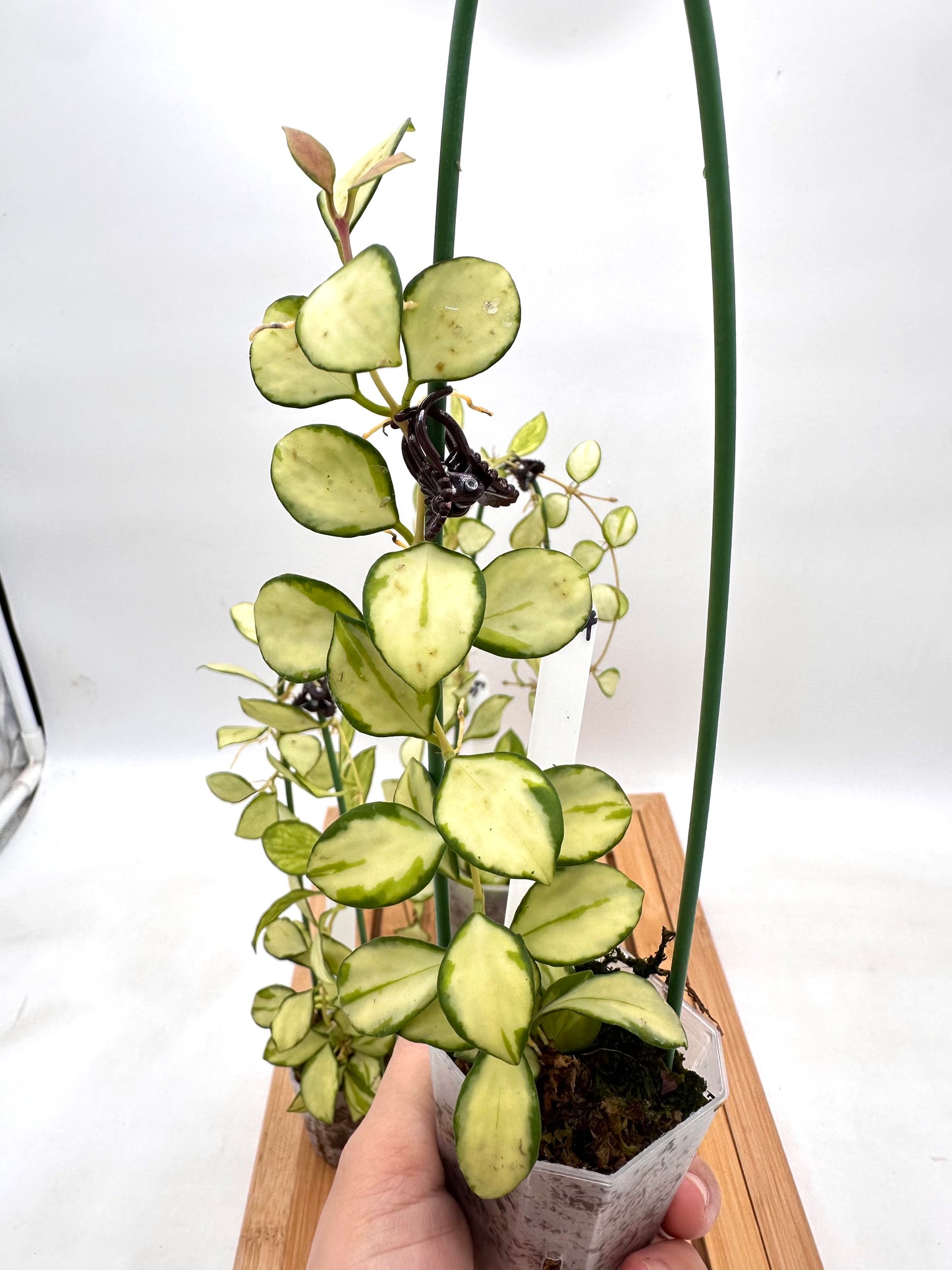 Hoya Heuschkeliana Inner Variegated 097 098 099