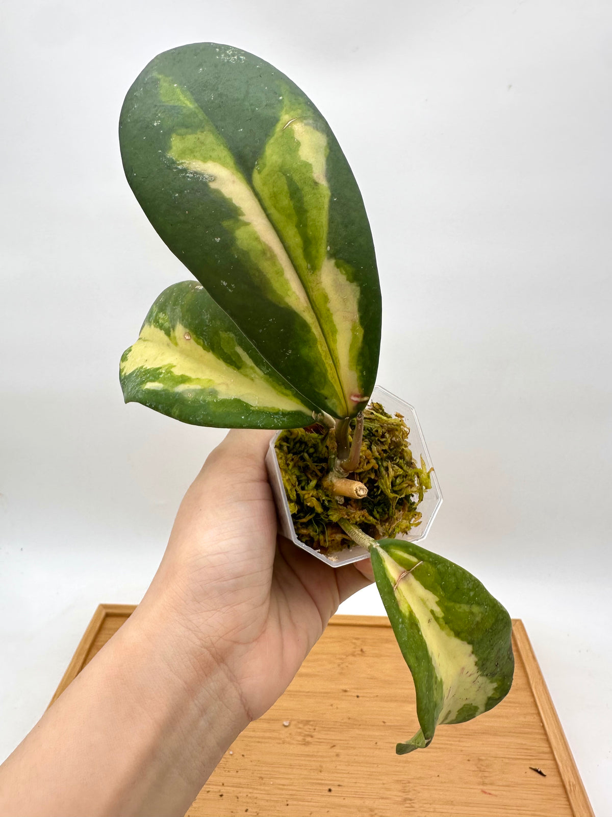 Hoya Diversifolia ‘Maharini’