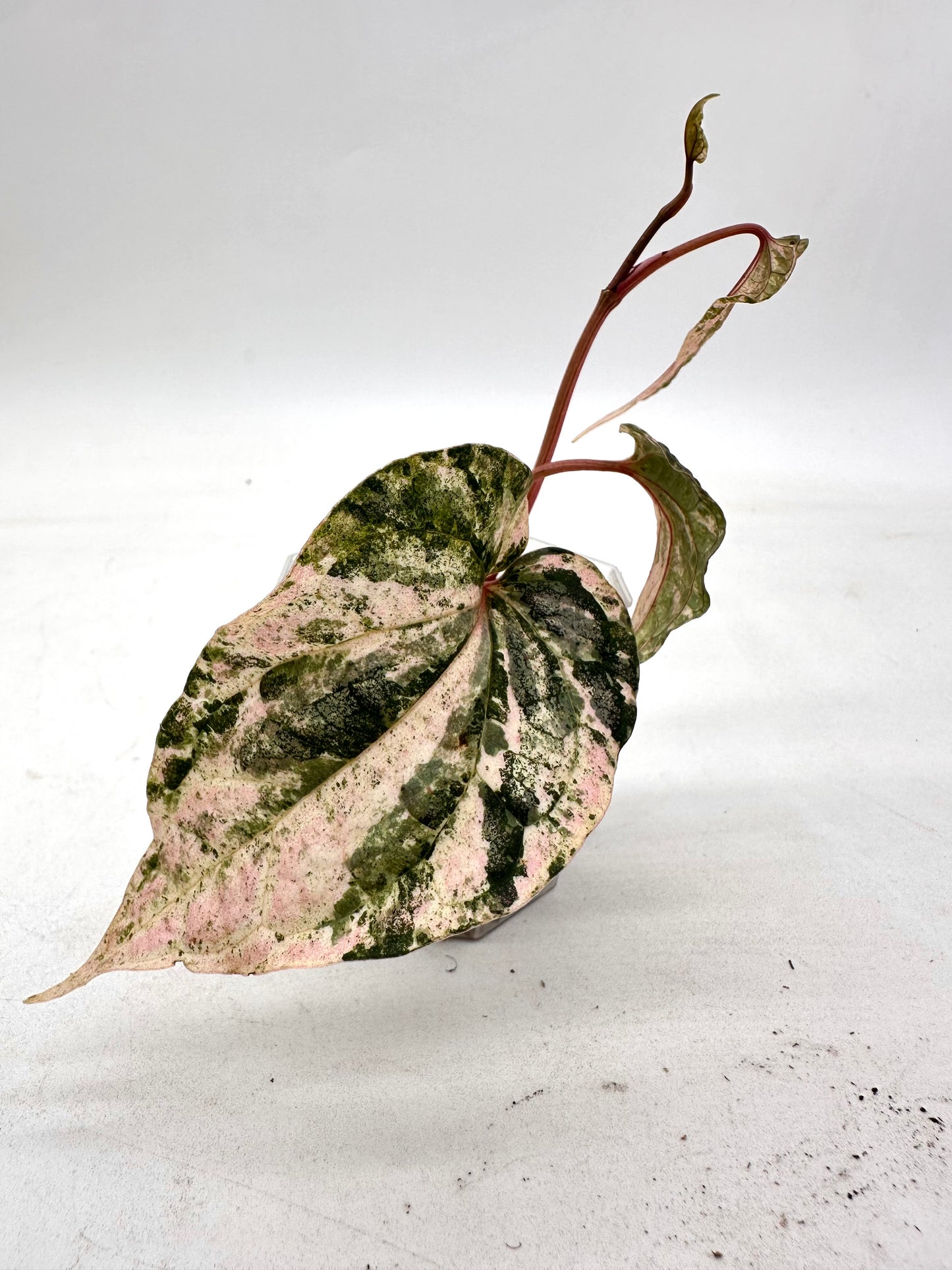 Piper Sylvaticum Pink Variegated