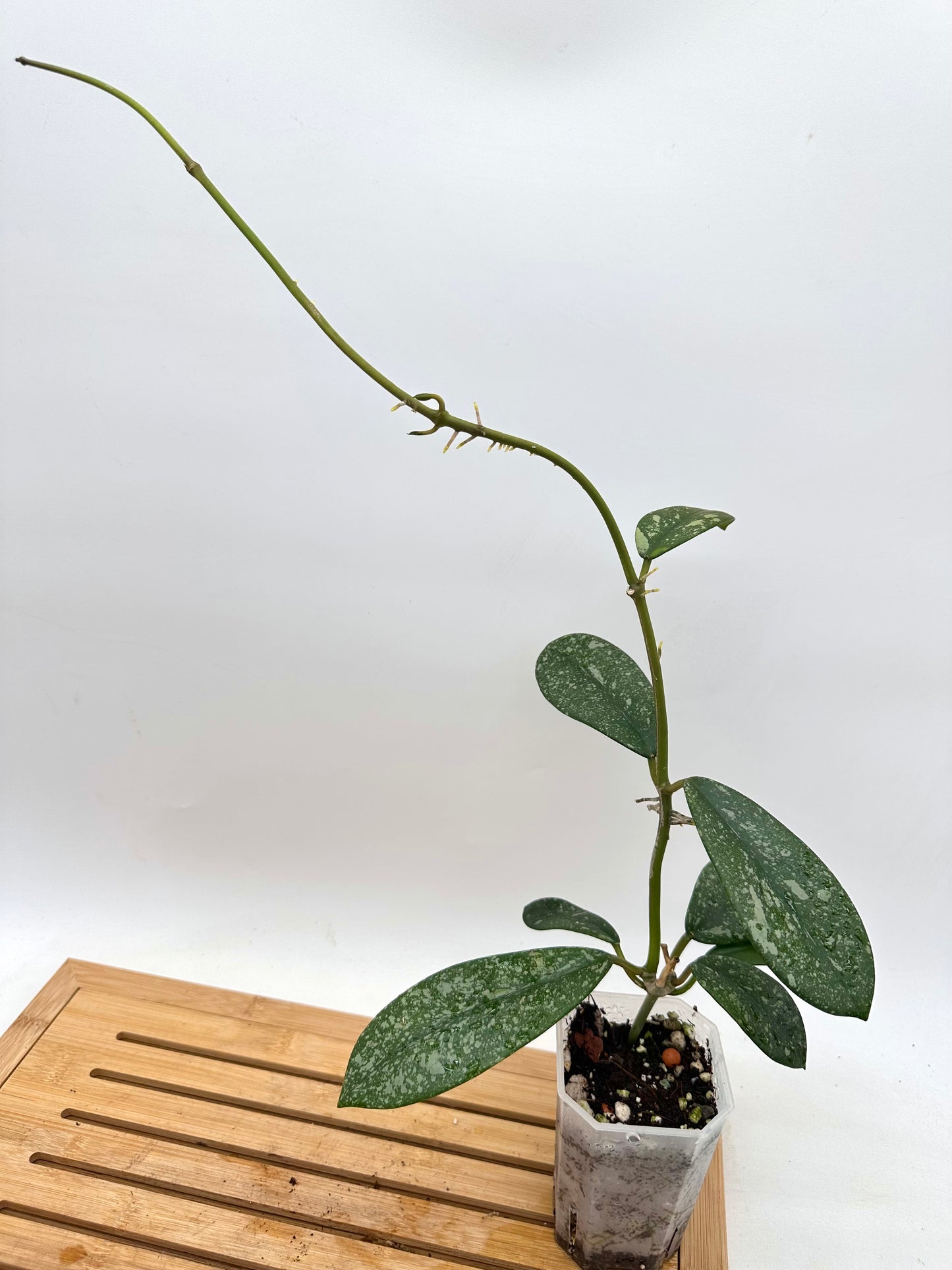 Hoya diversifolia Splash