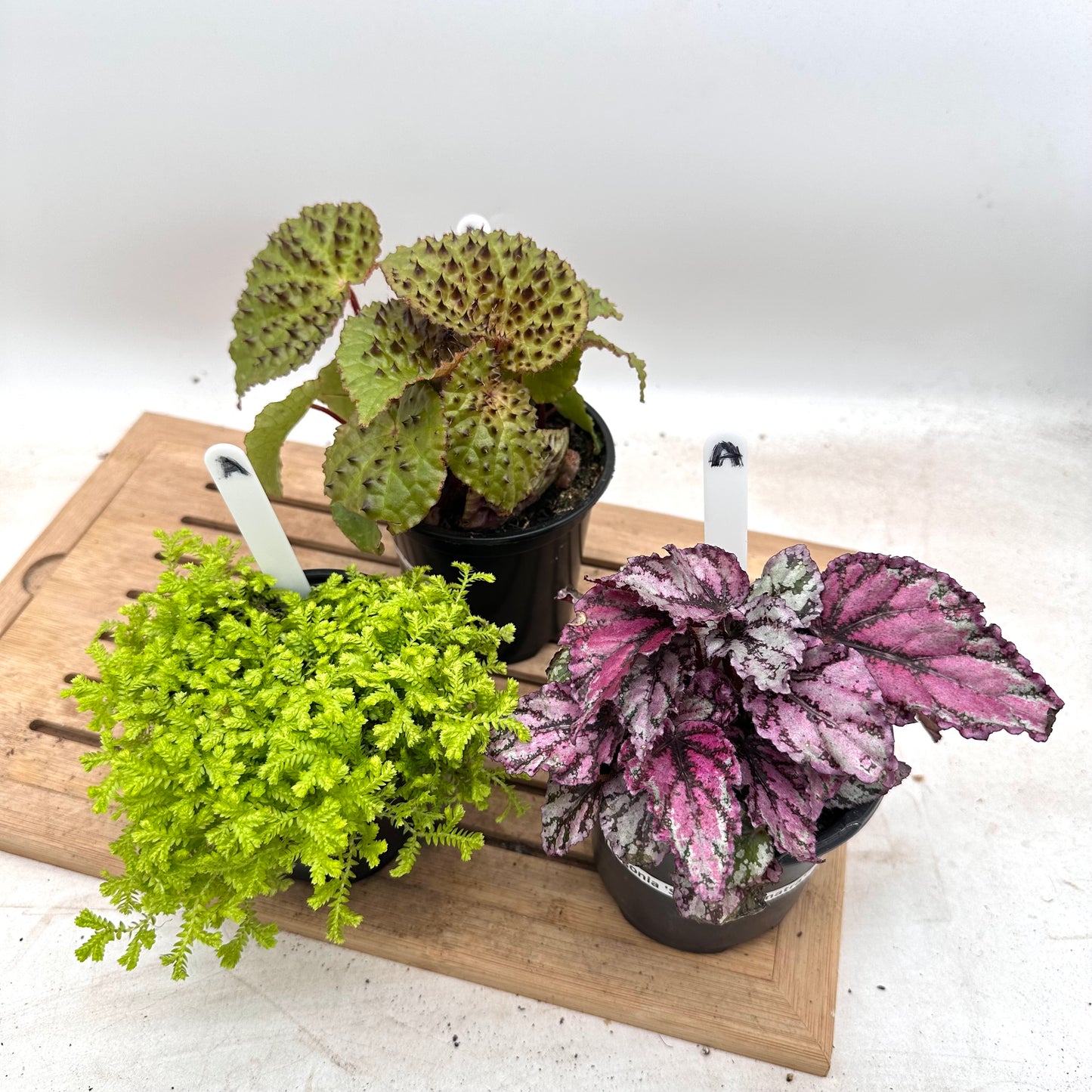 Combo Sale - Begonia Ferox & Golden Club Moss & Begonia ‘Spirit of Sumatra’