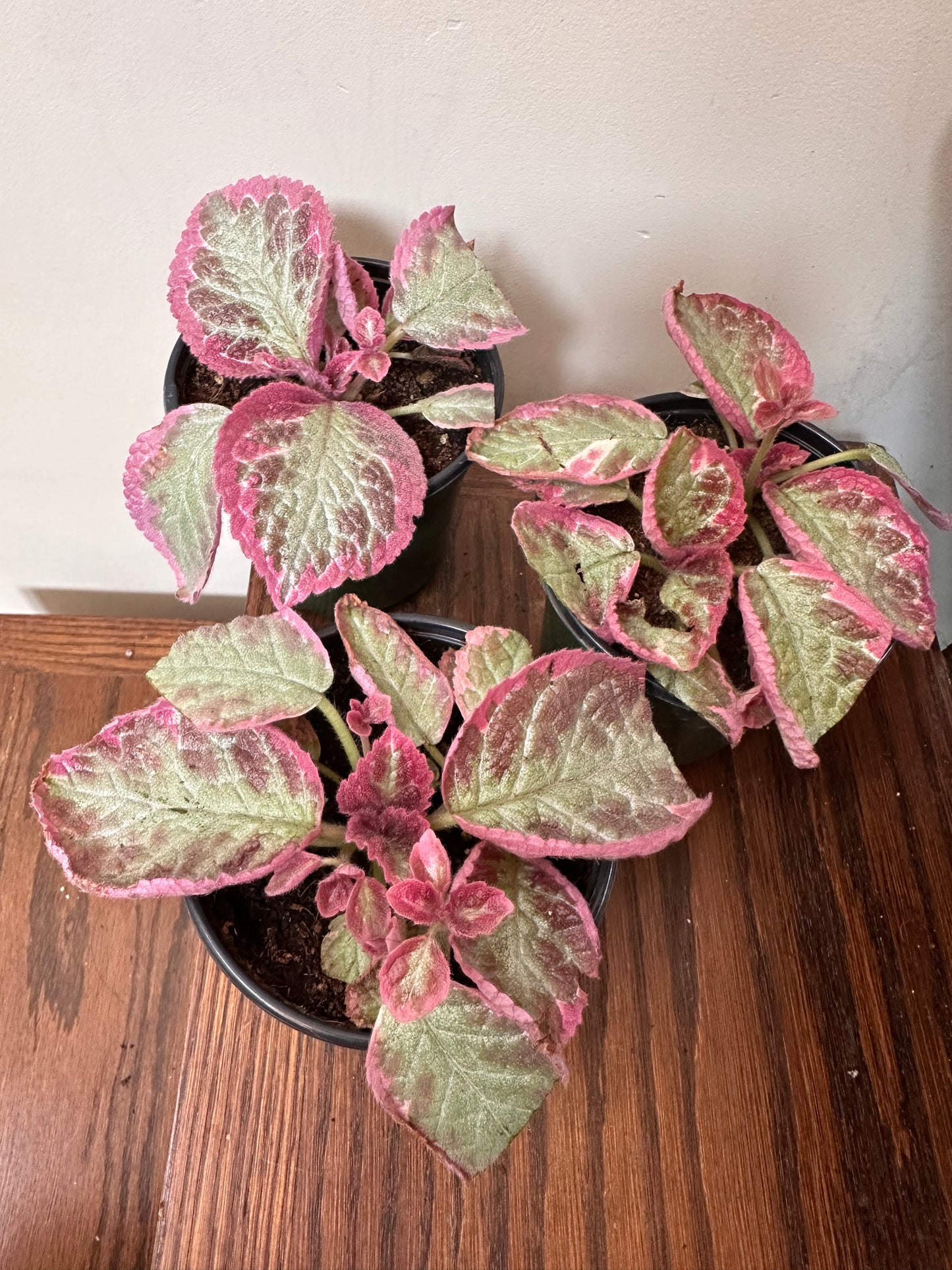 Episcia Pink Smoke in 4” pot