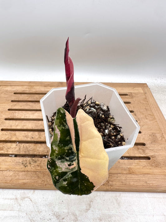 Alocasia Chantrieri Pink Variegated - Thanksgiving Sale