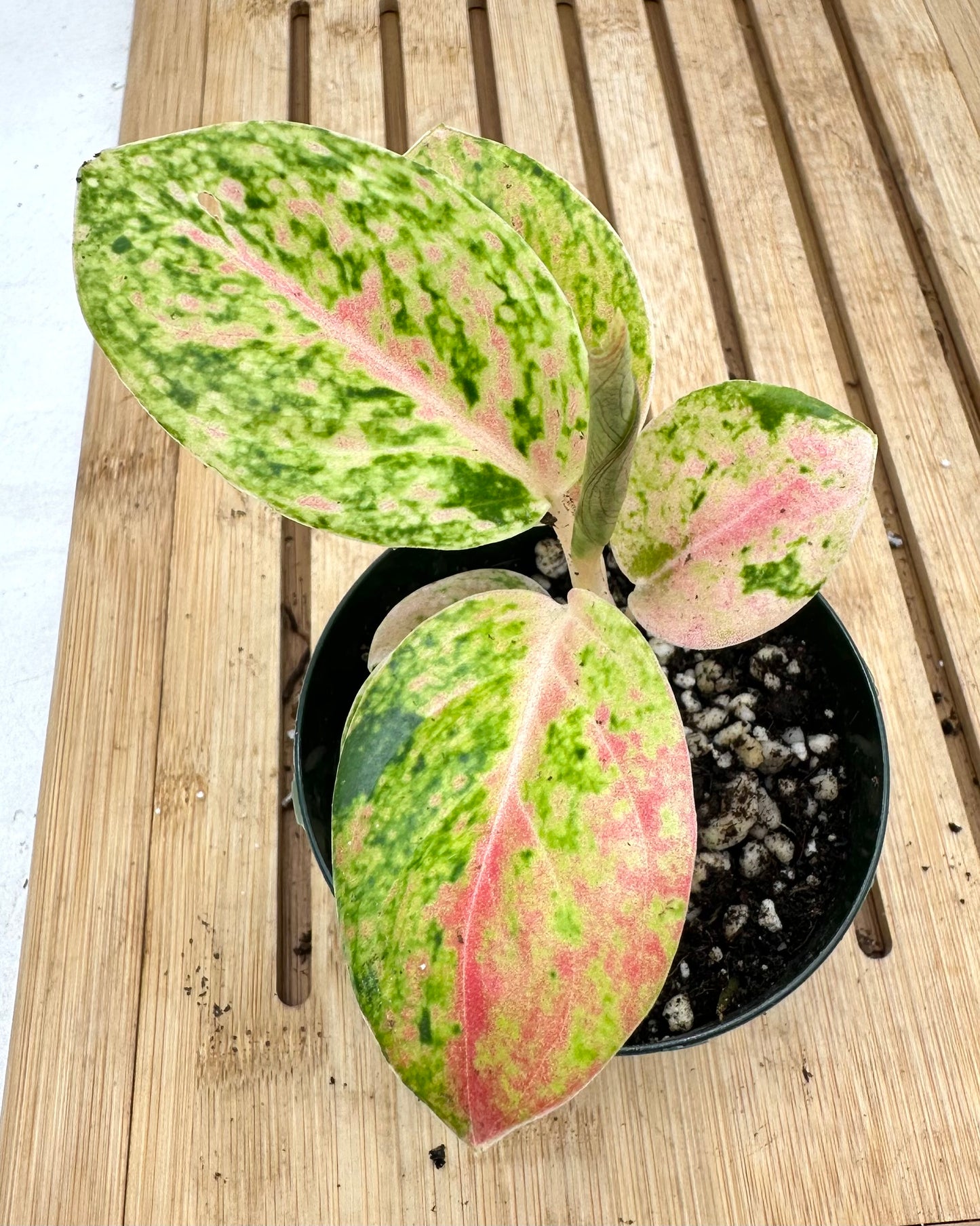 Aglaonema Sp ‘Rapthong’