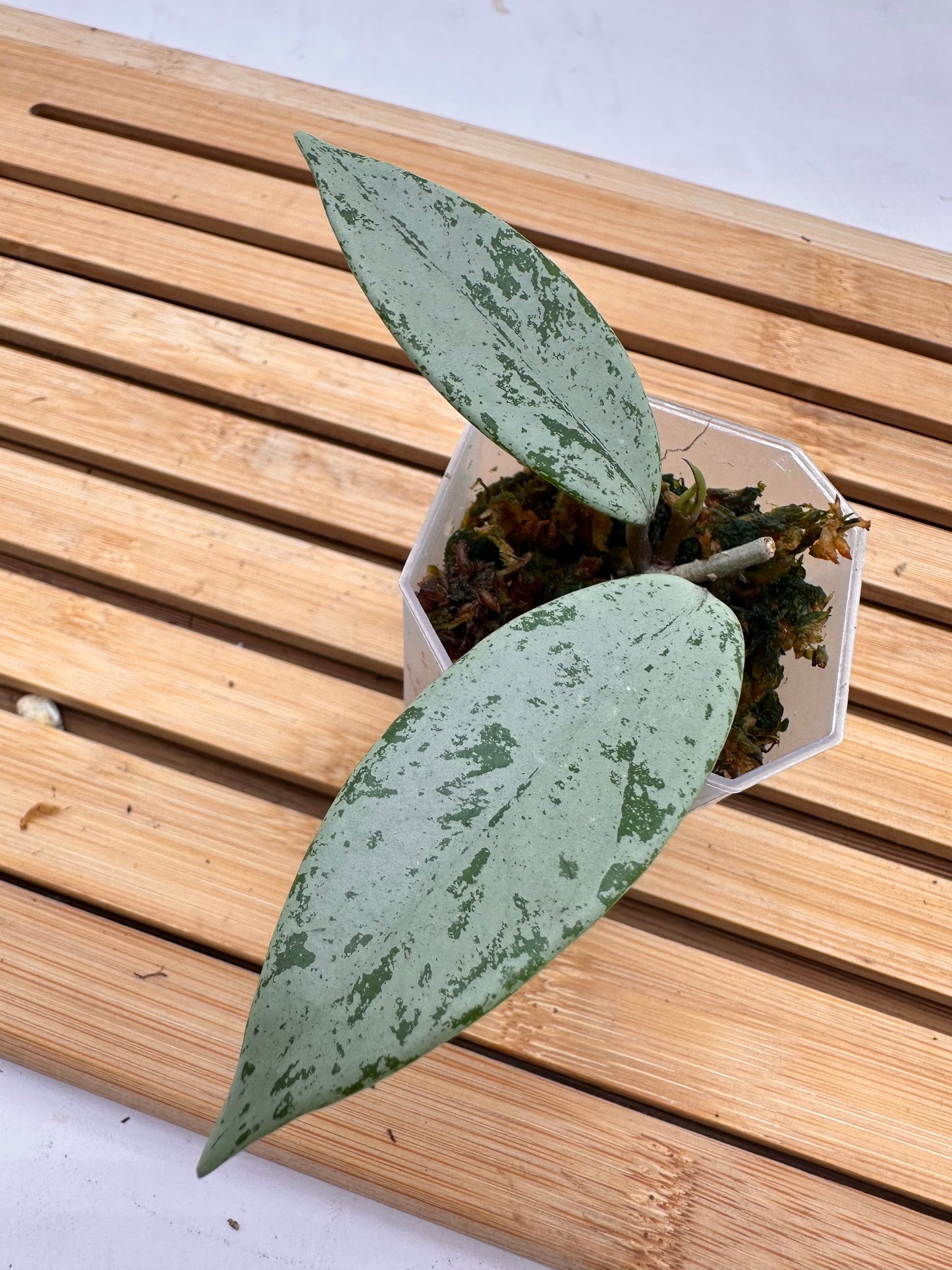 Hoya Publicalyx Silver Ghost - With New Growth