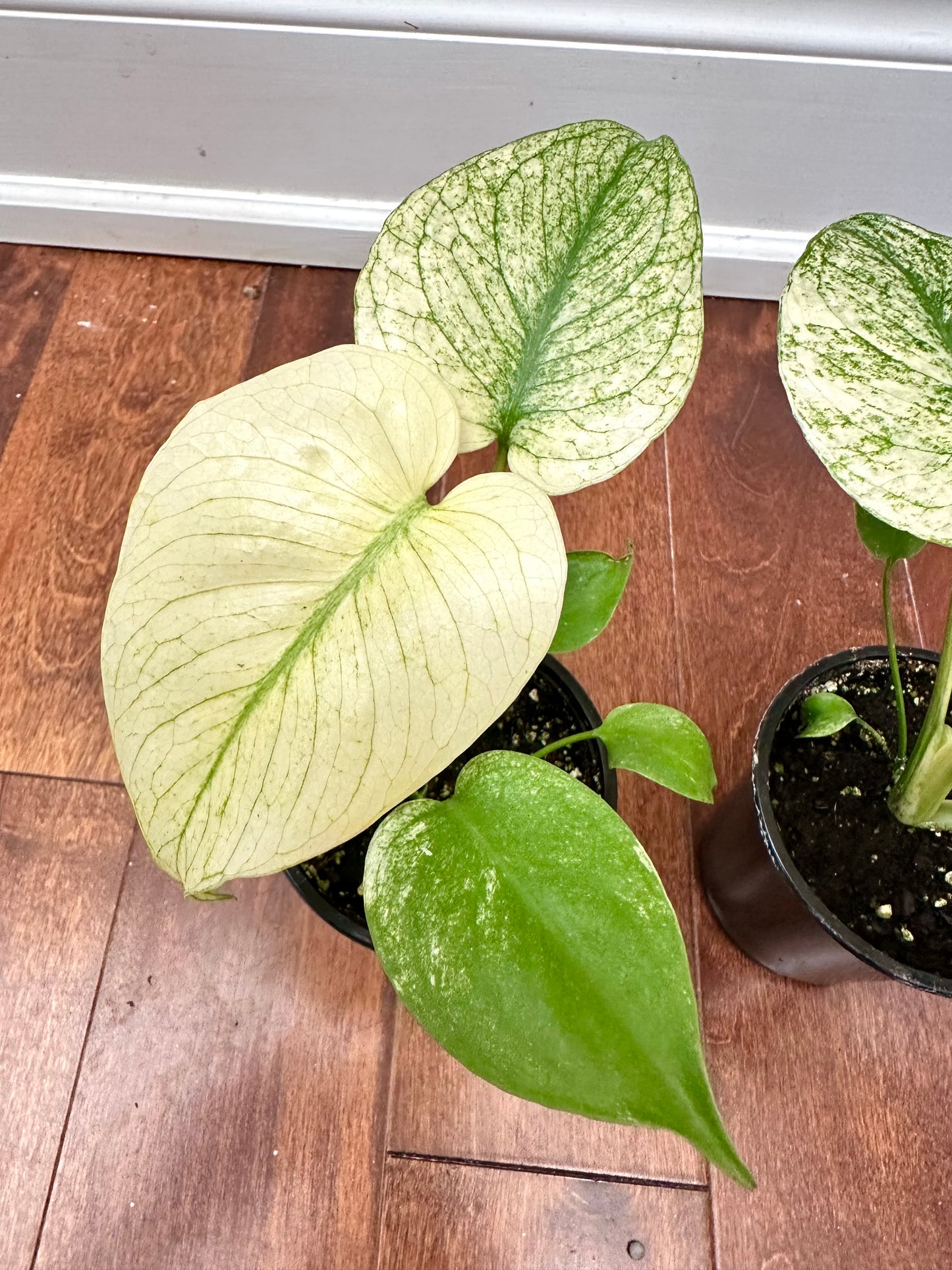 Monstera White Monster