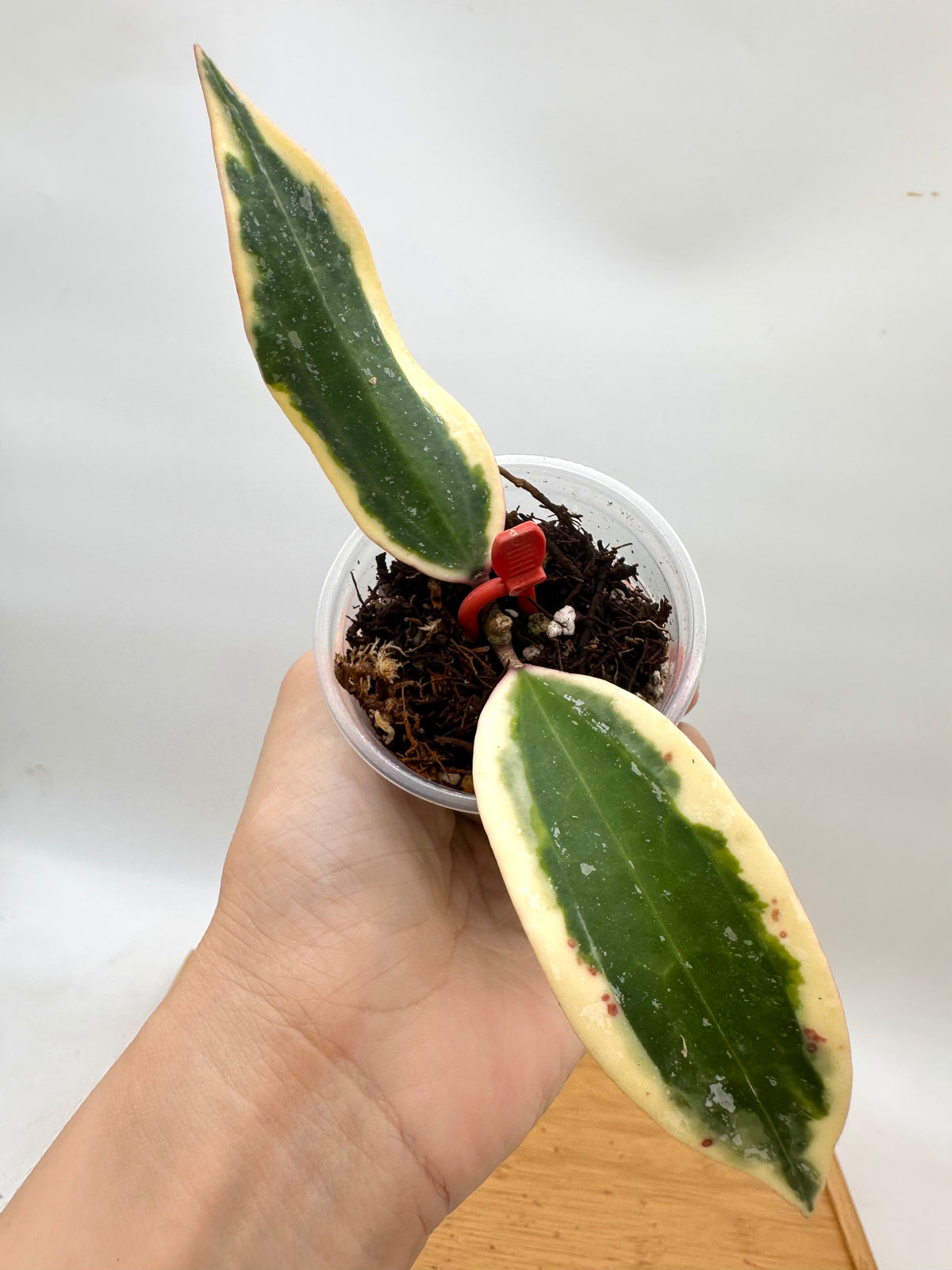 Hoya Rangsan Splash Albo Variegated