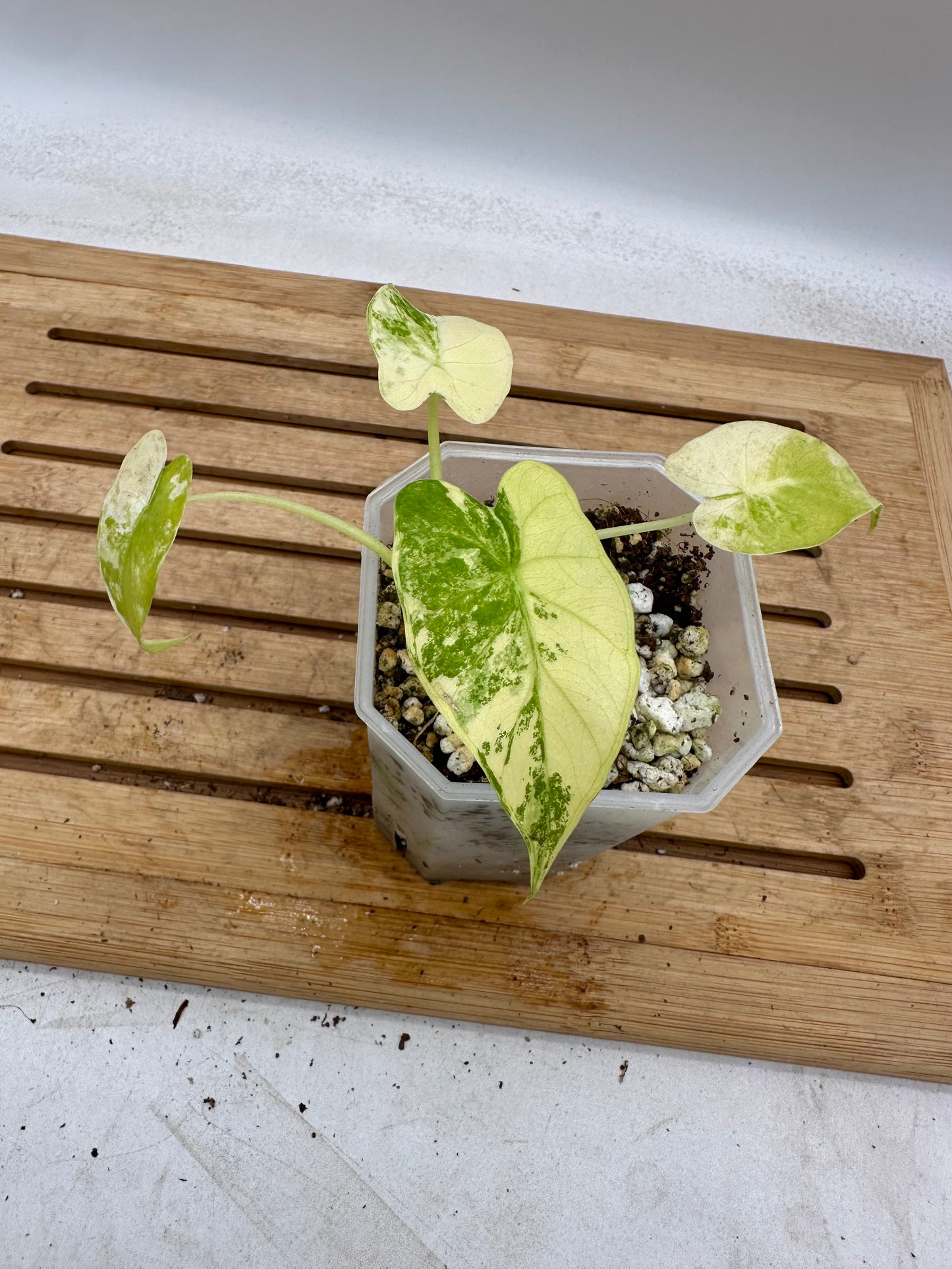 Alocasia Odora Mint Variegated - August Sale