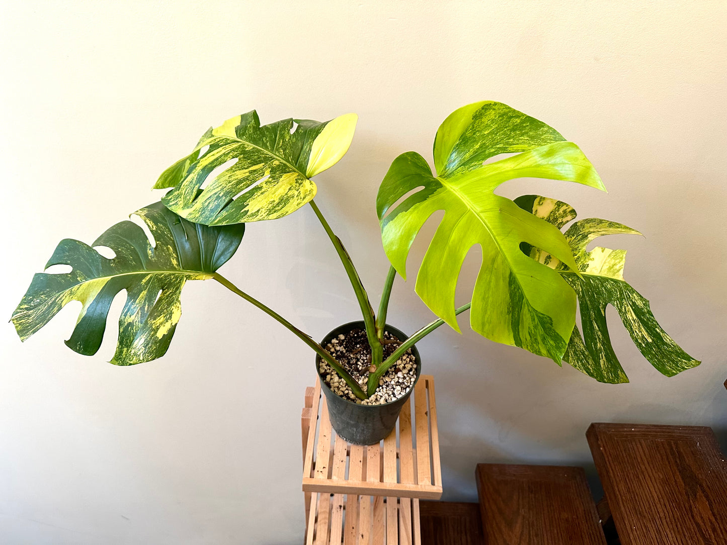 Monstera Aurea