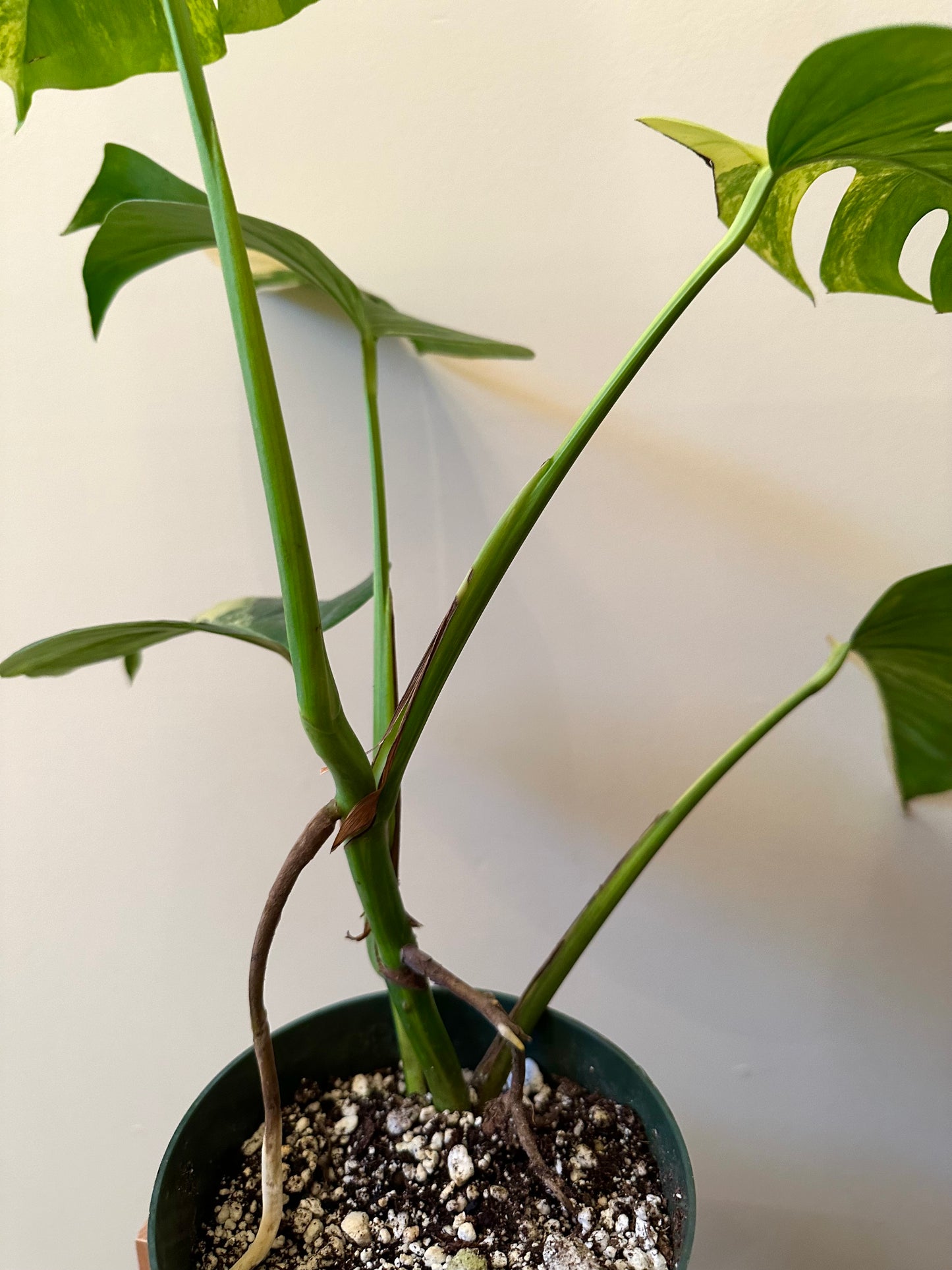 Monstera Aurea