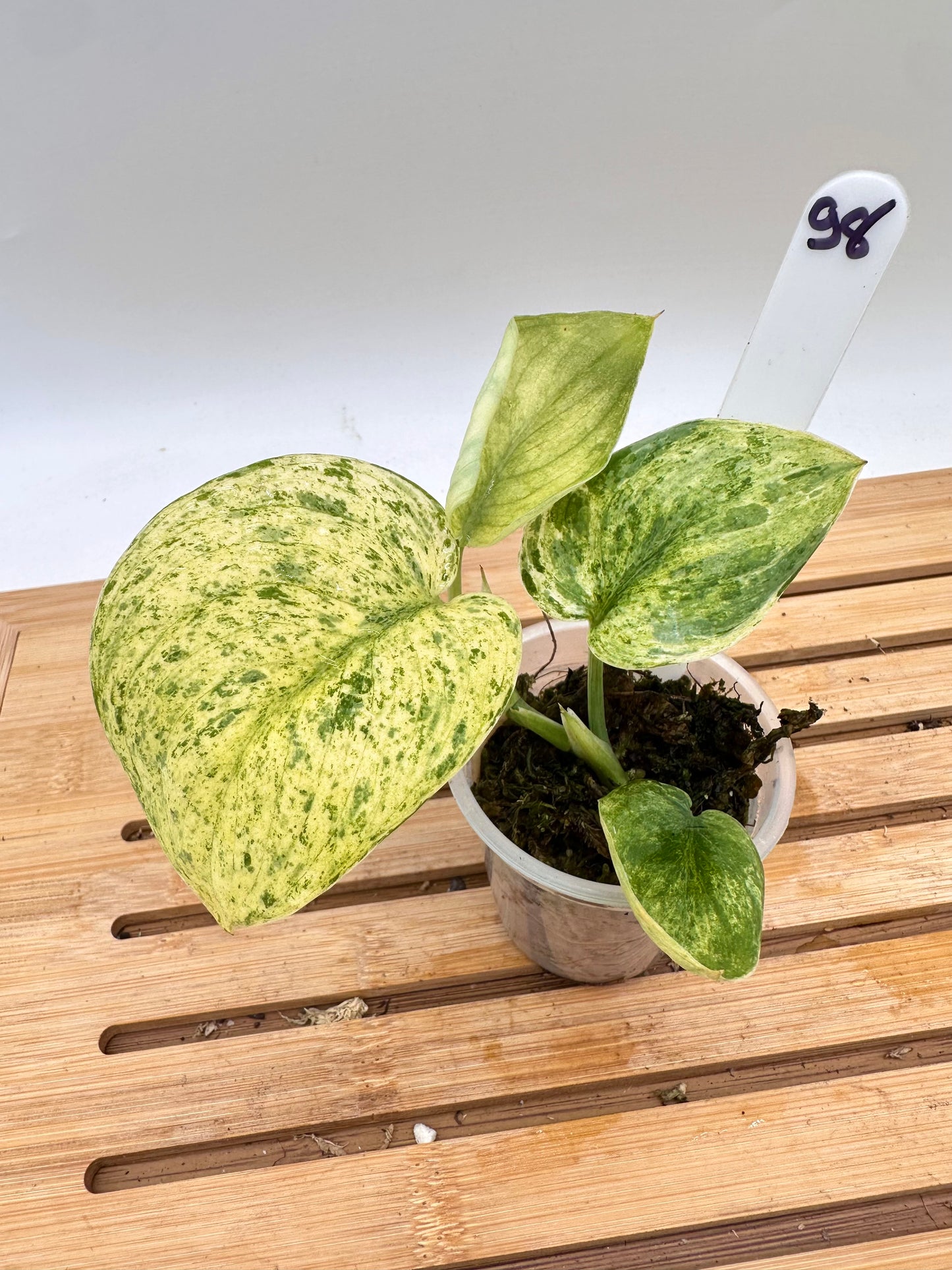 Scindapsus Halimoon Variegated
