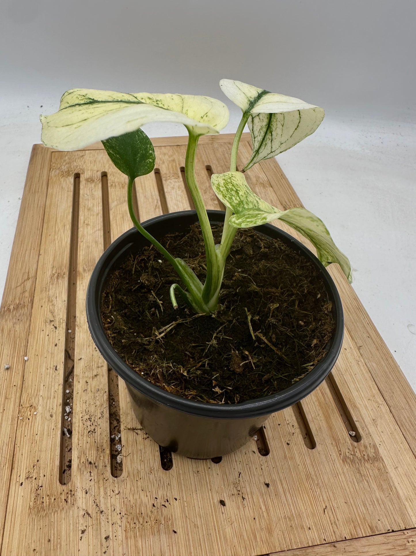 Monstera Mint